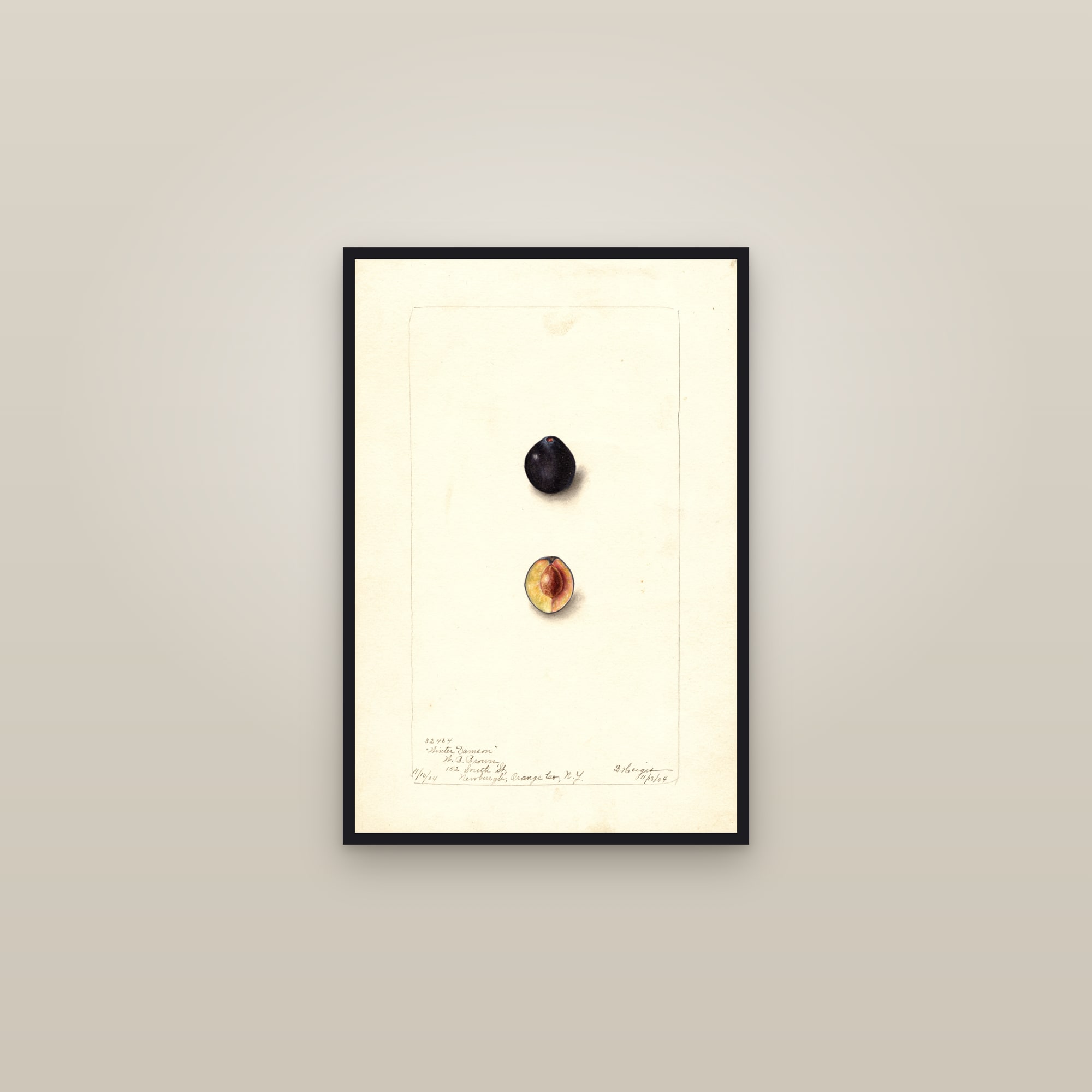 Winter Damson Plum — framed in a gallery setting