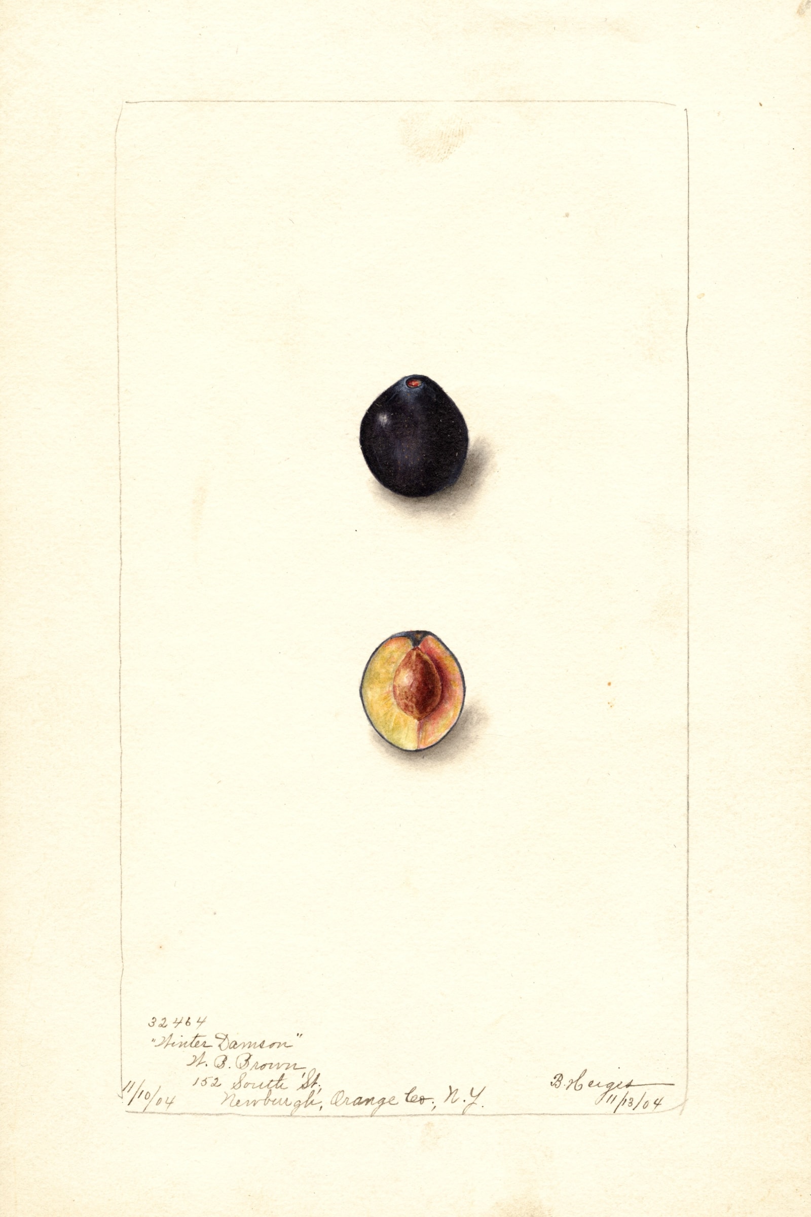Winter Damson Plum