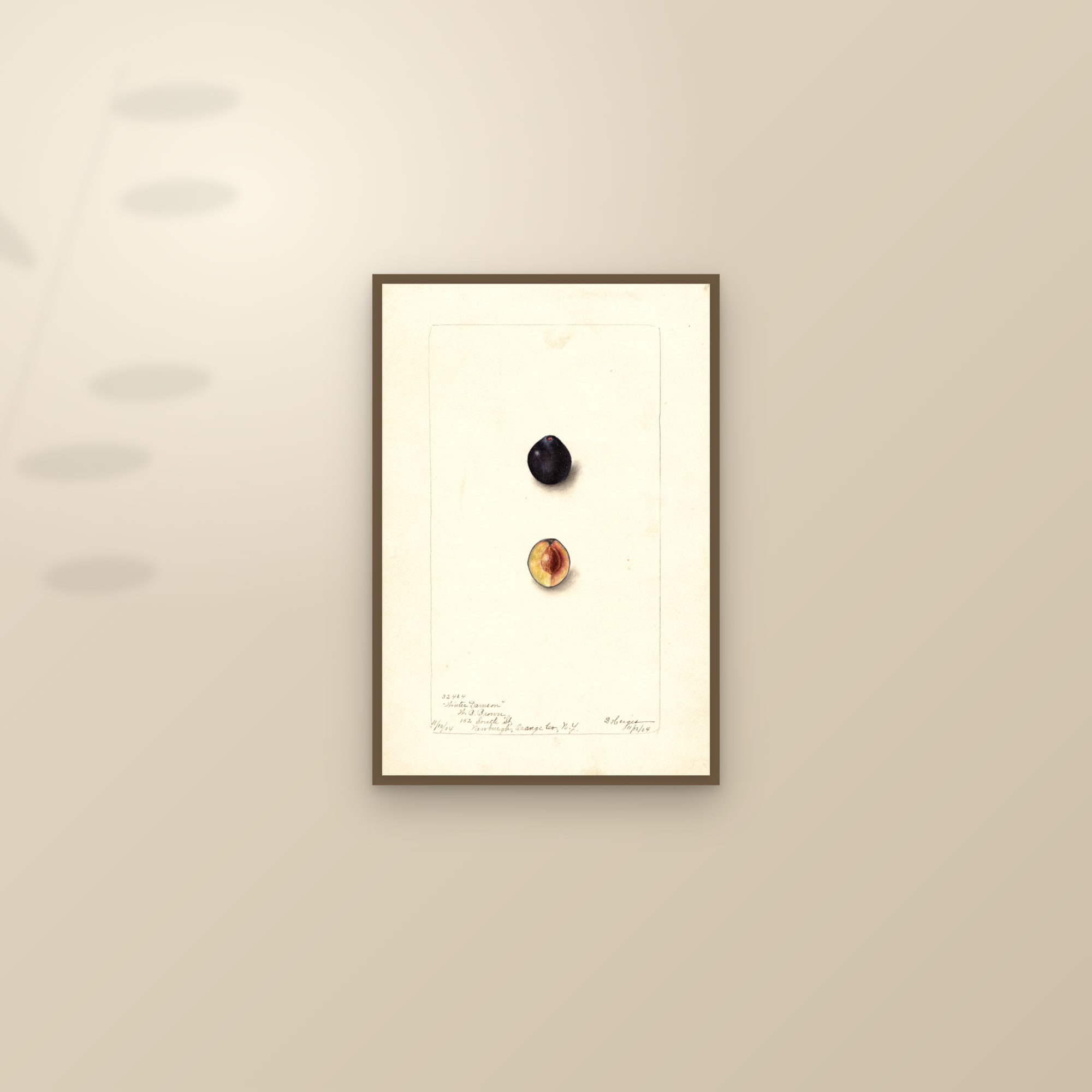 Winter Damson Plum — framed and styled on a sunlit wall