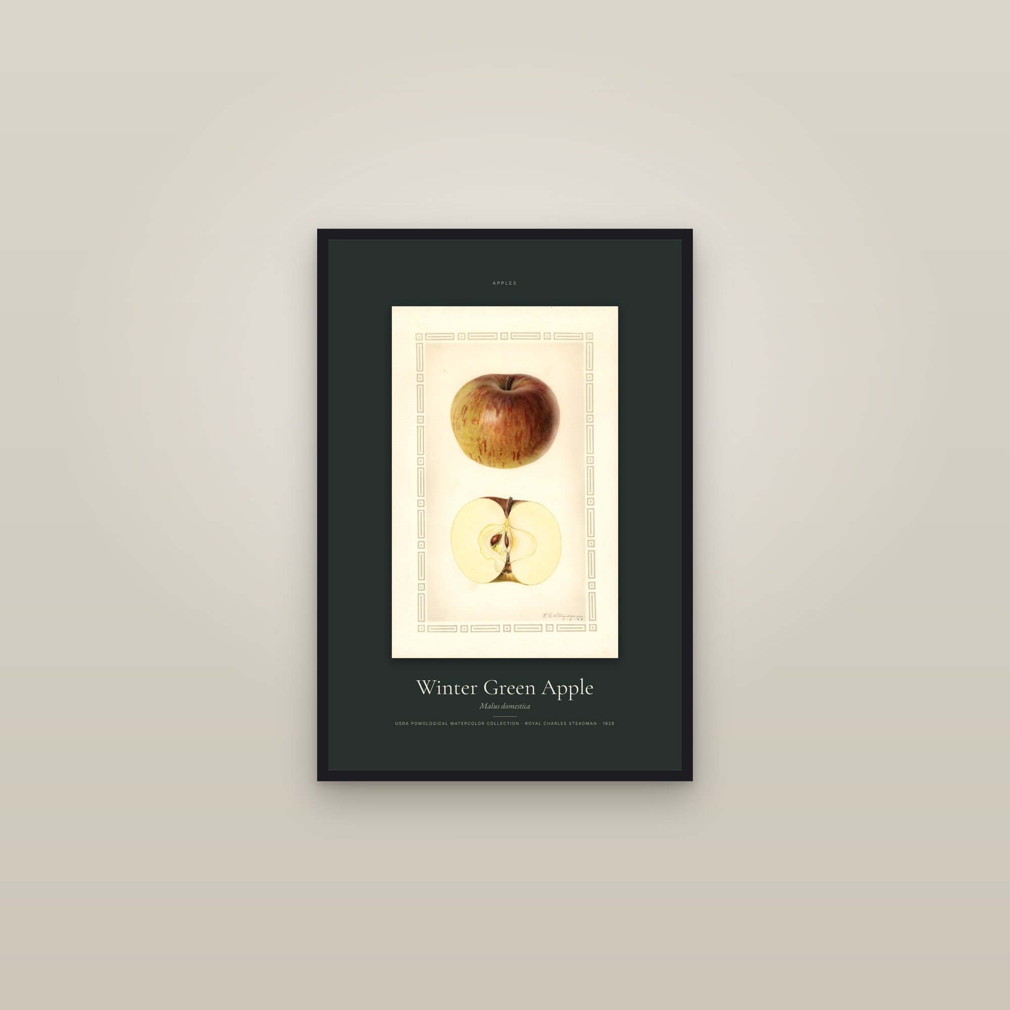 Winter Green Apple — Specimen — framed in a gallery setting