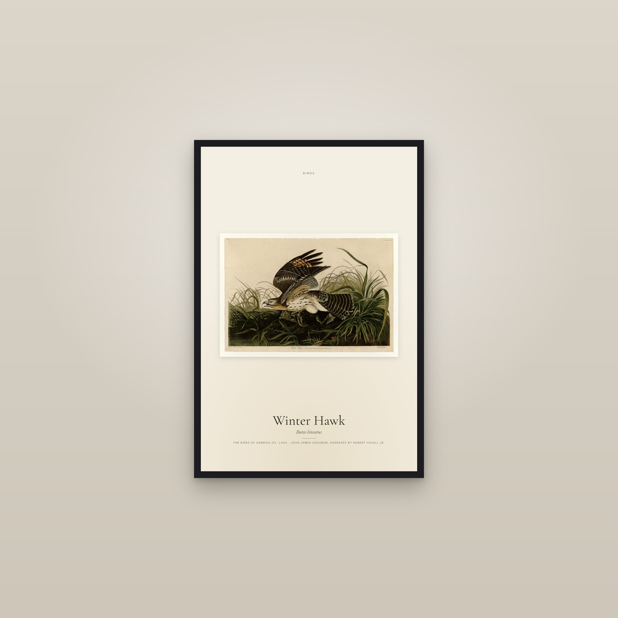 Winter Hawk — framed in a gallery setting