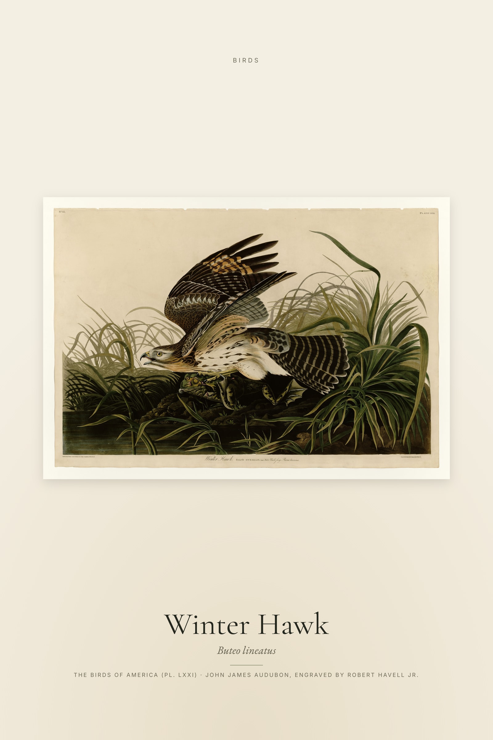 Winter Hawk