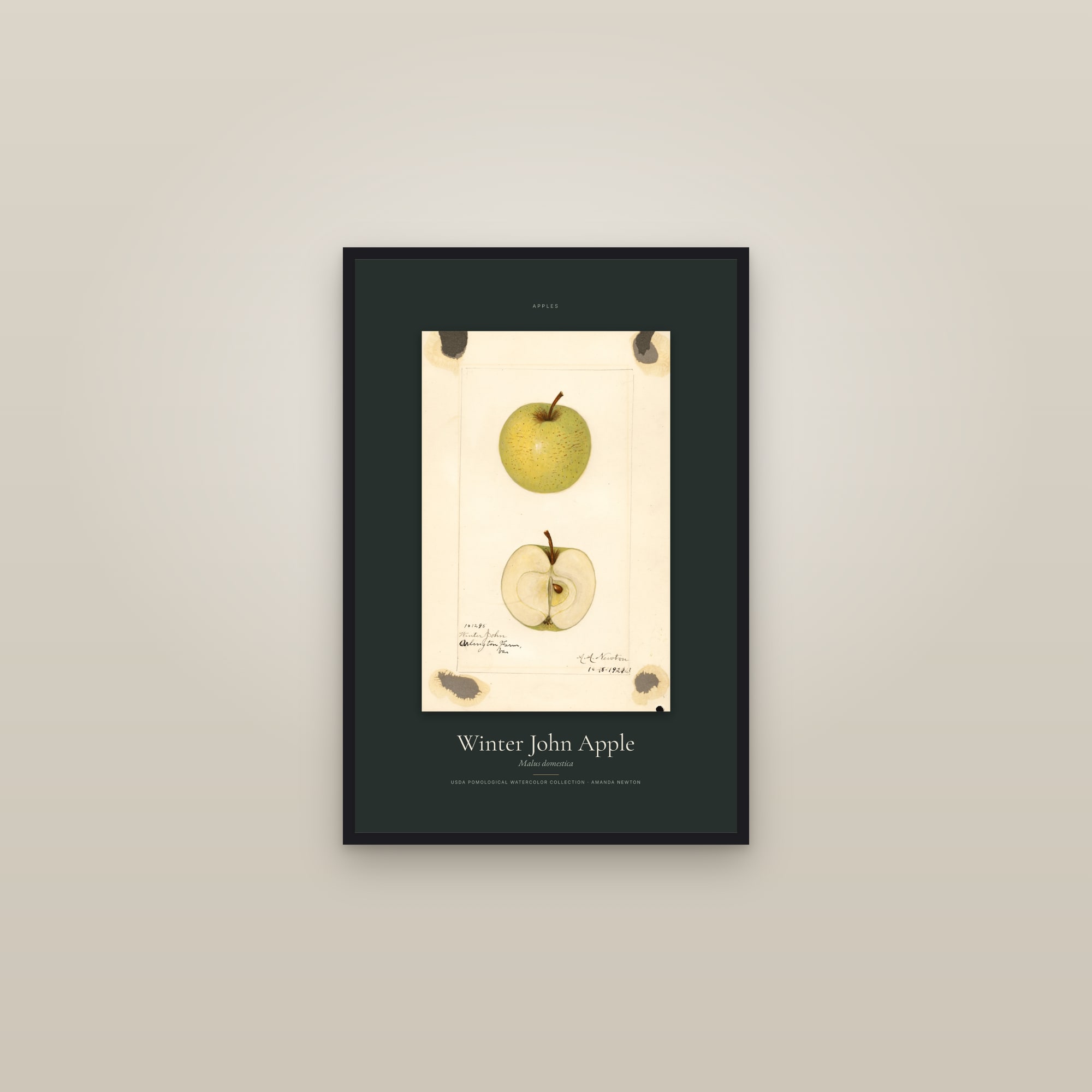 Winter John Apple — Specimen — framed in a gallery setting