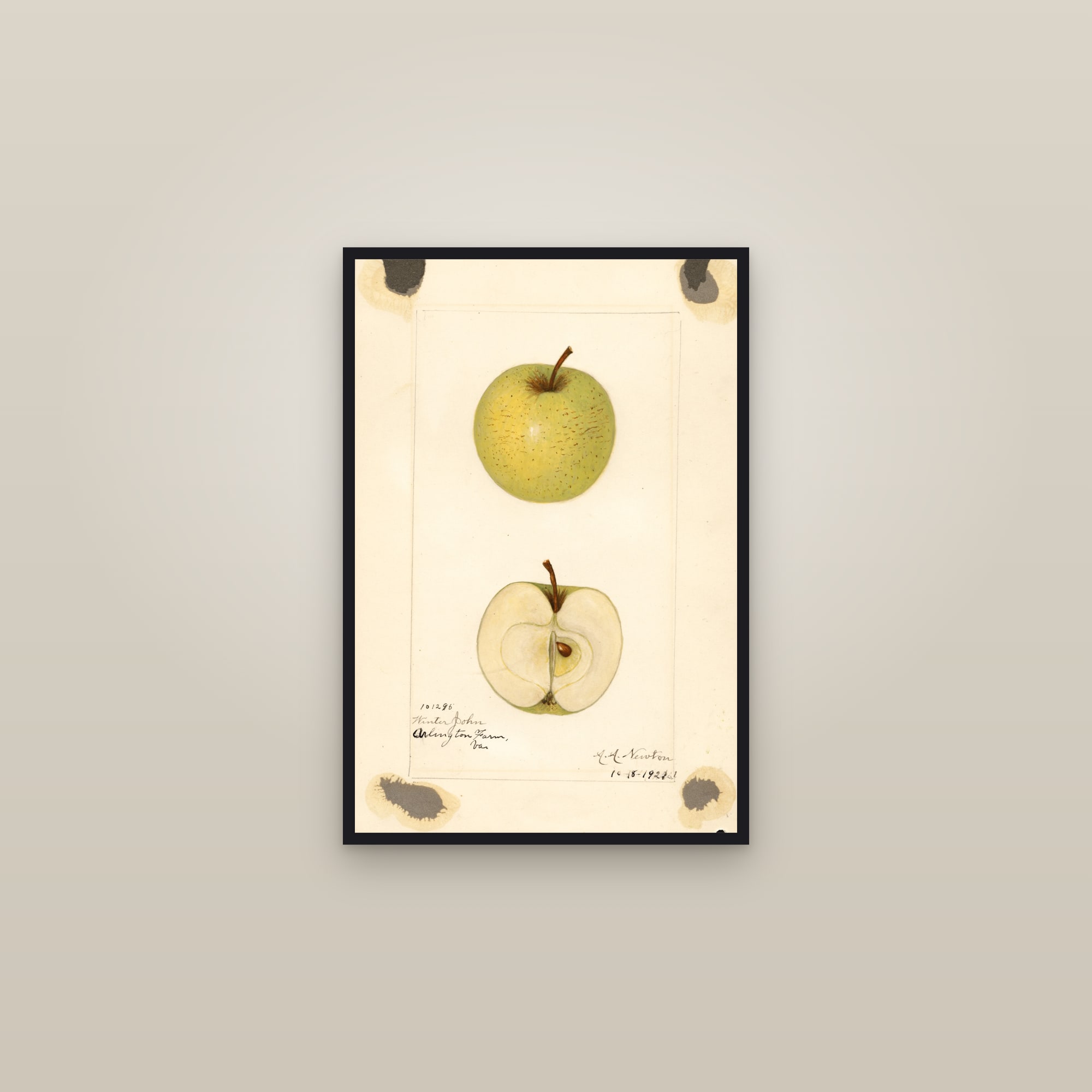 Winter John Apple — framed in a gallery setting