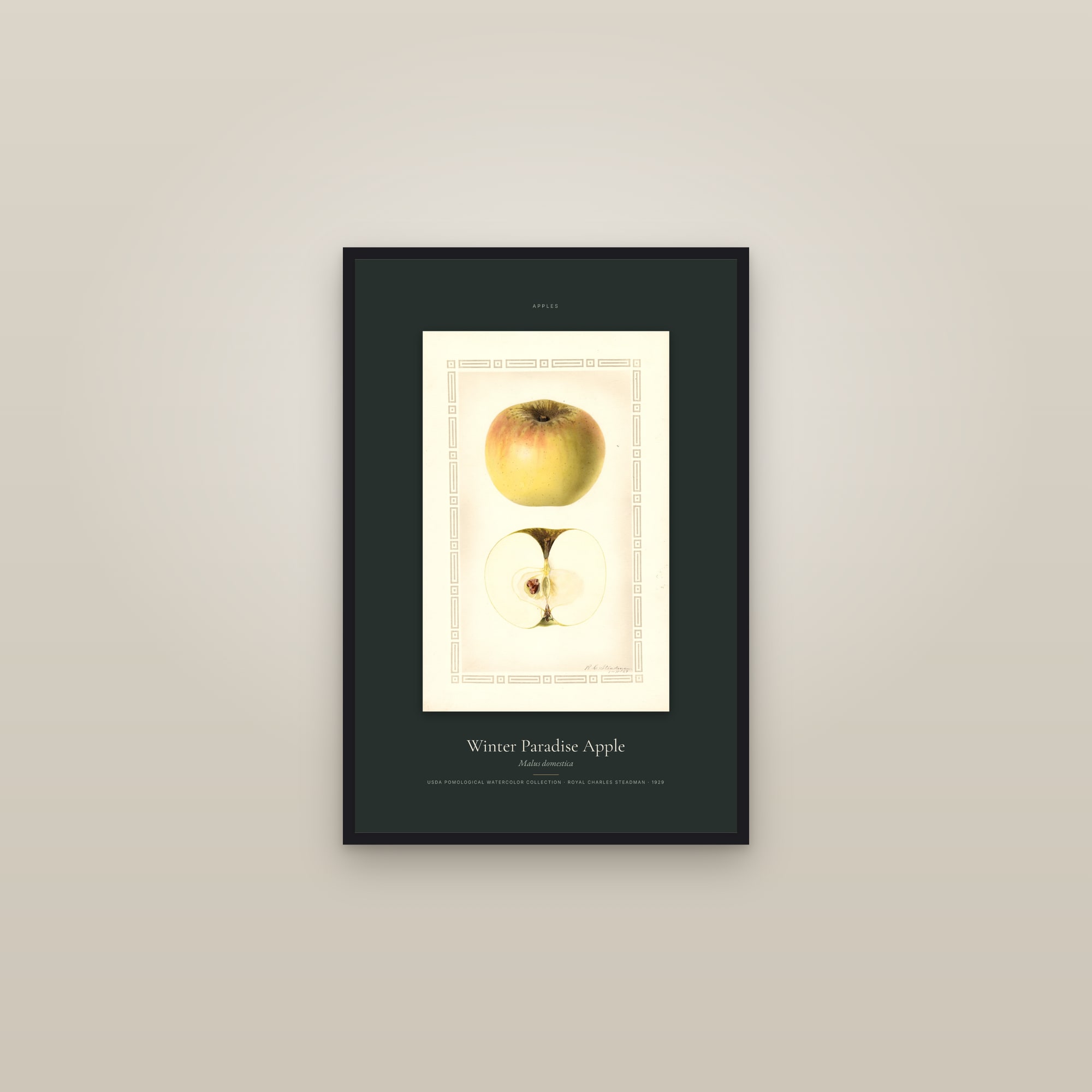 Winter Paradise Apple — Specimen — framed in a gallery setting