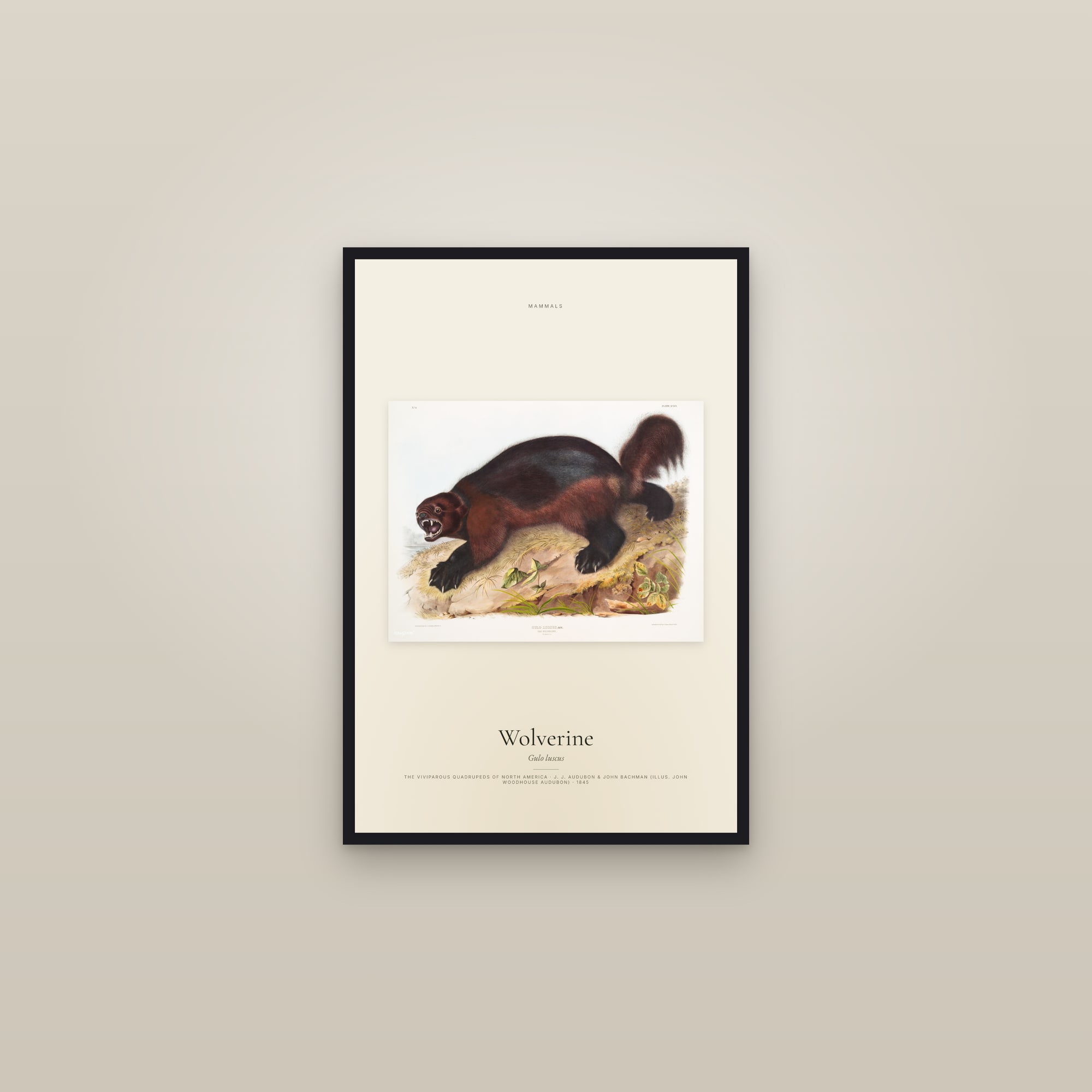 Wolverine — framed in a gallery setting