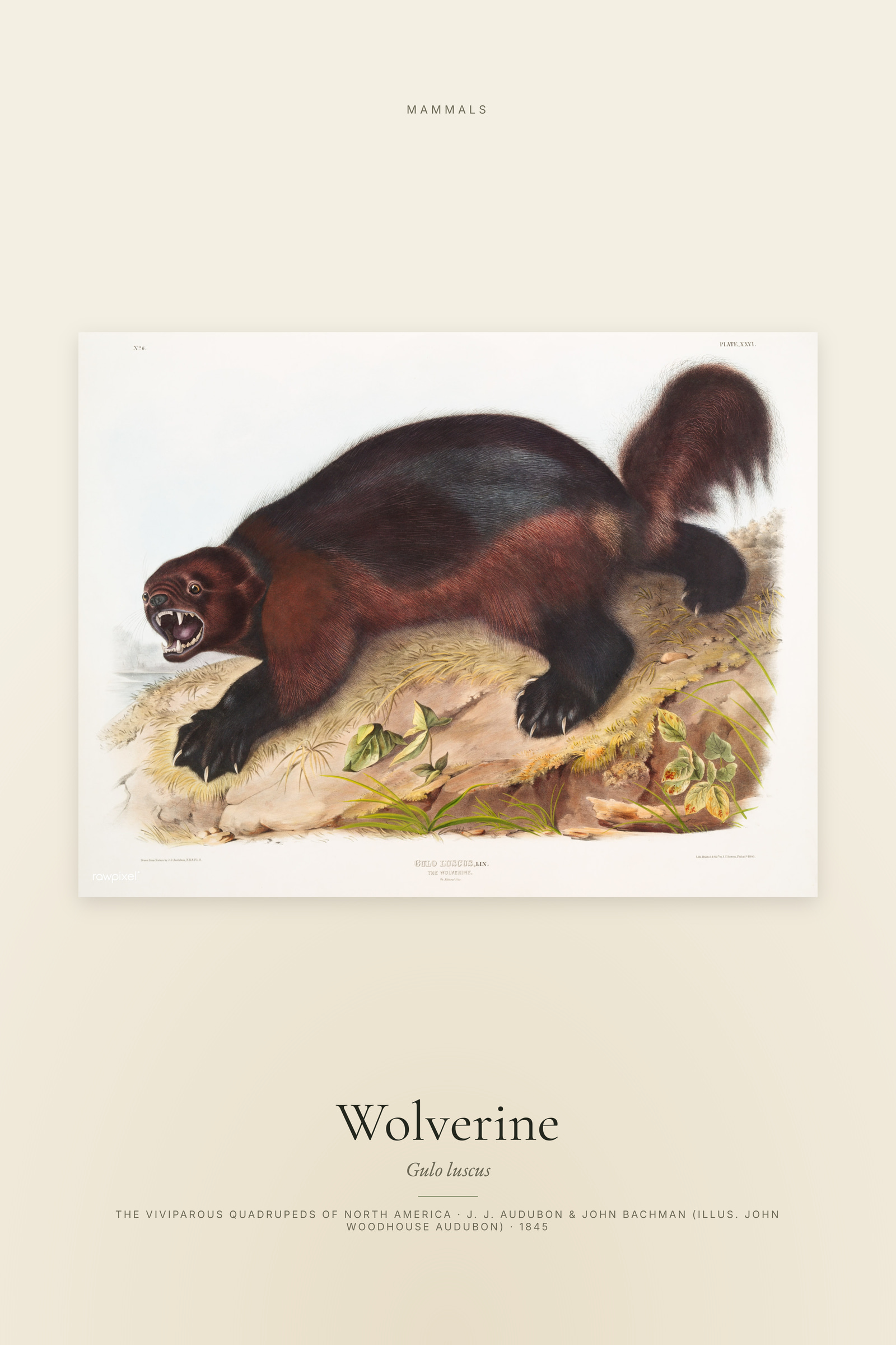Wolverine