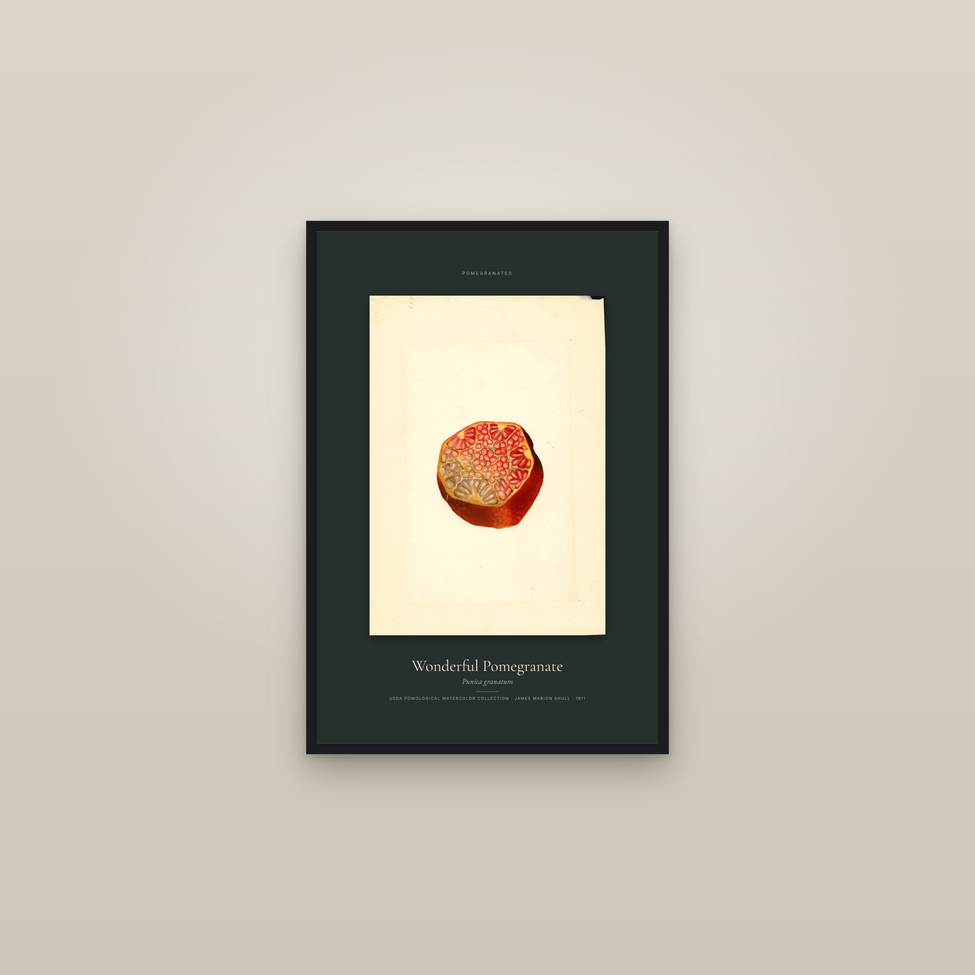 Wonderful Pomegranate — Specimen — framed in a gallery setting