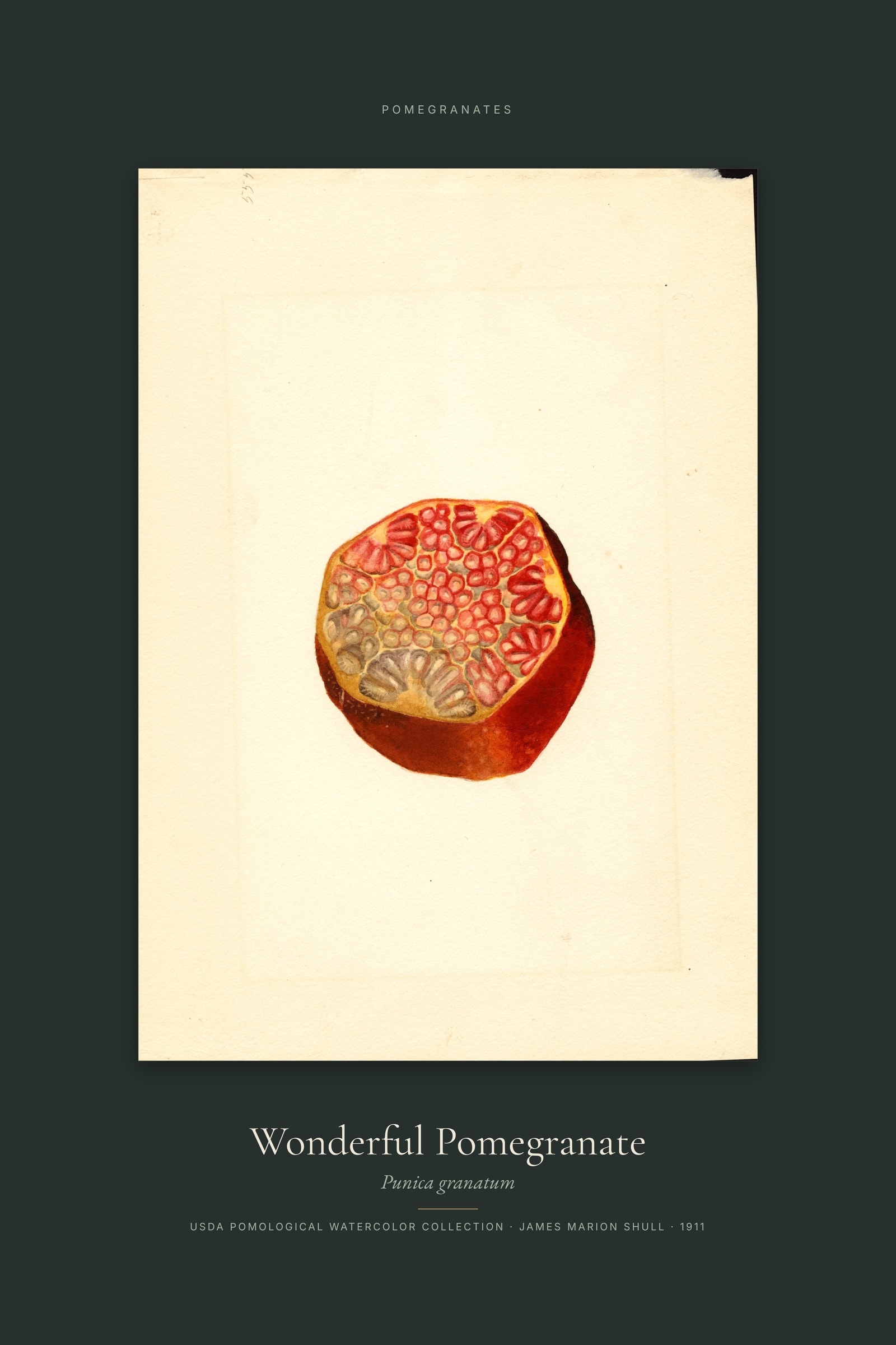 Wonderful Pomegranate — Specimen