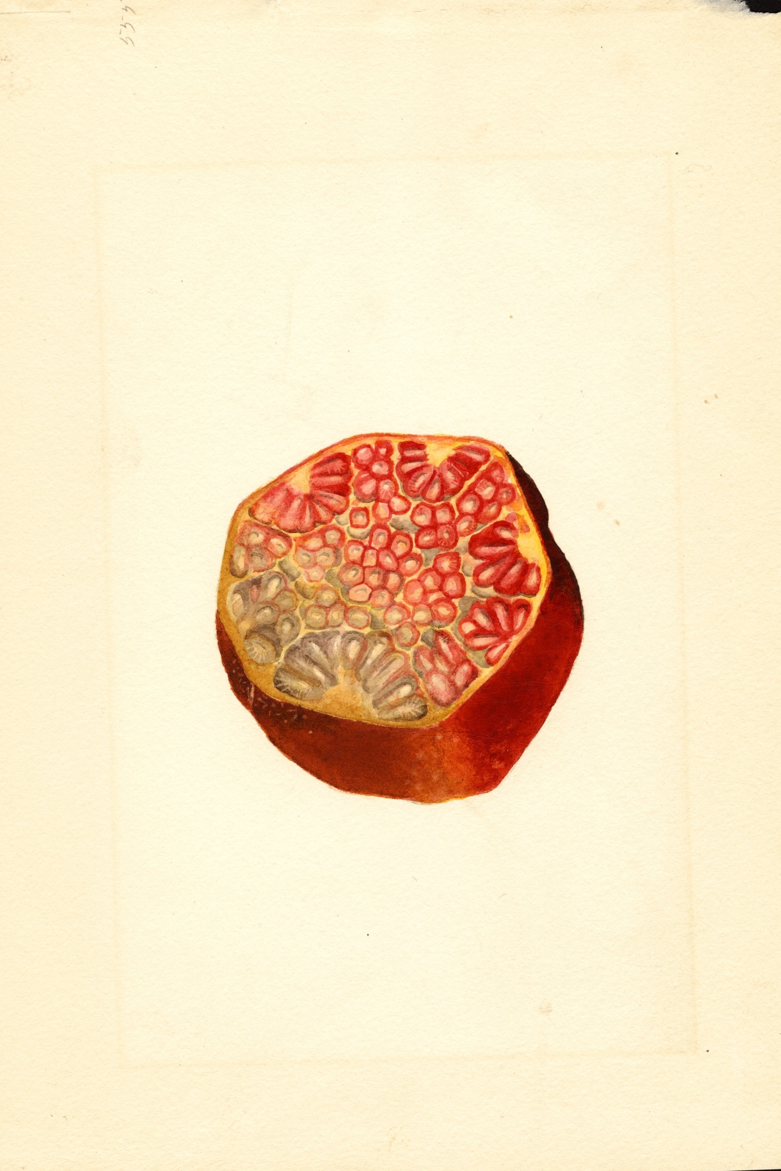 Wonderful Pomegranate