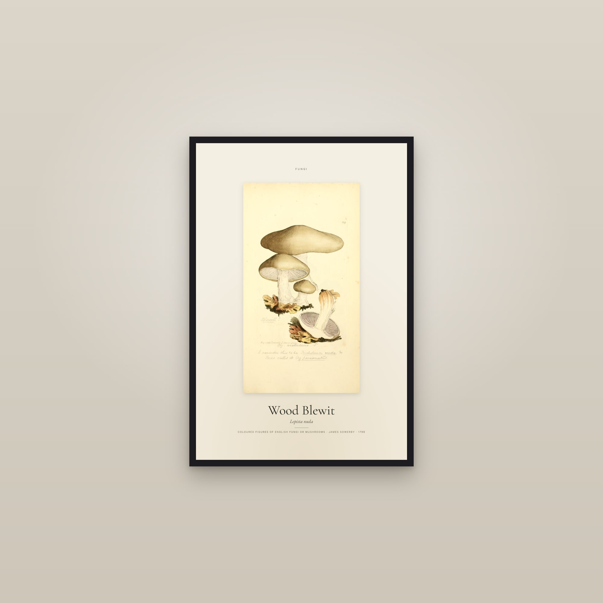 Wood Blewit — Specimen — framed in a gallery setting