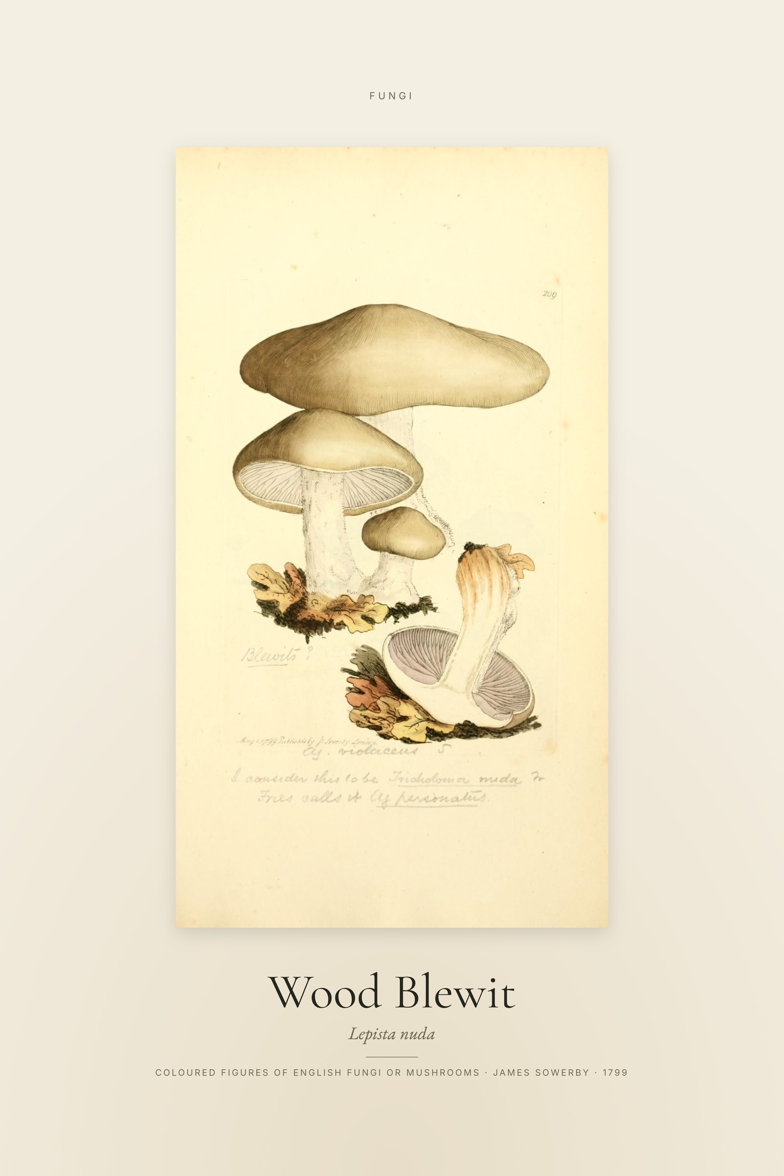 Wood Blewit — Specimen