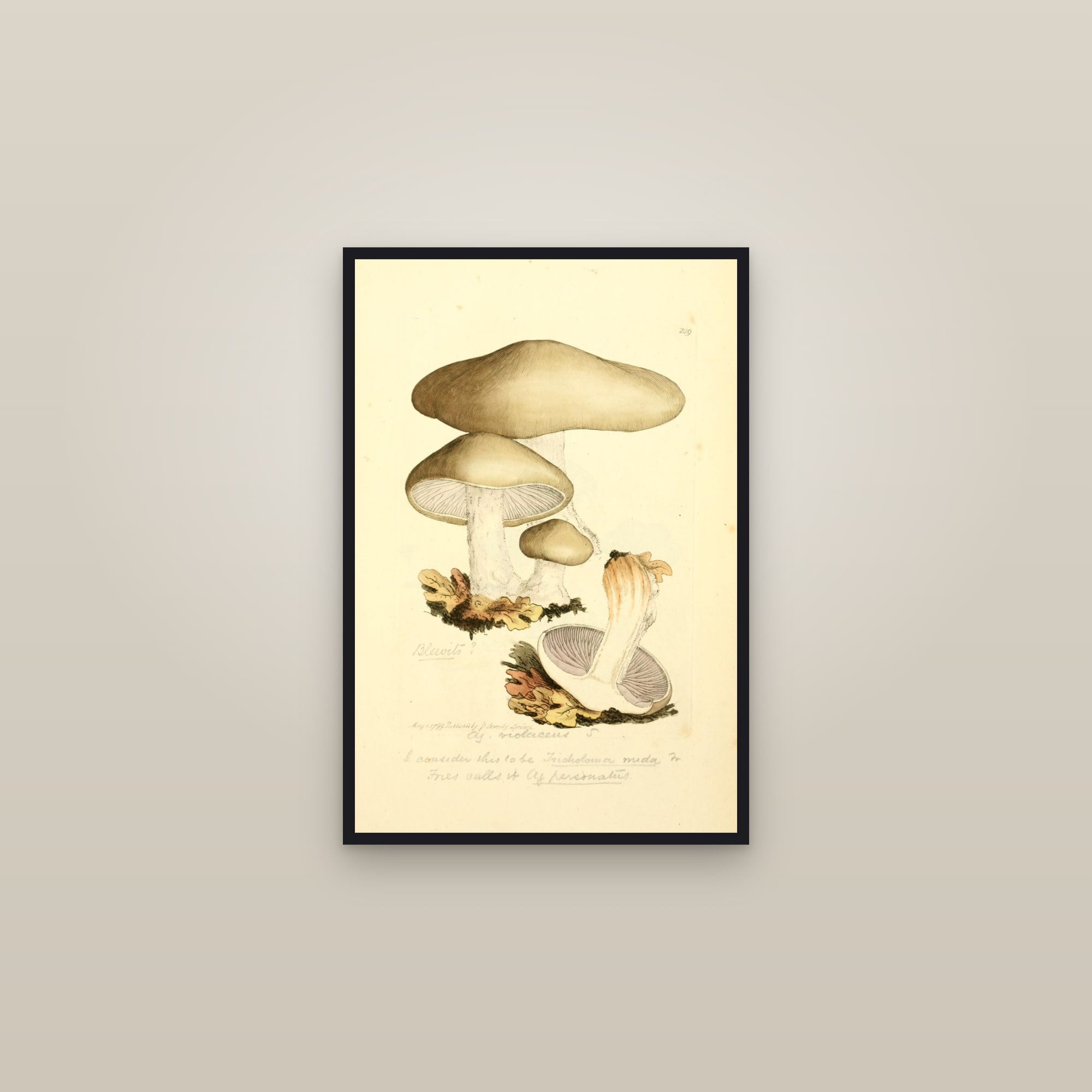 Wood Blewit — framed in a gallery setting