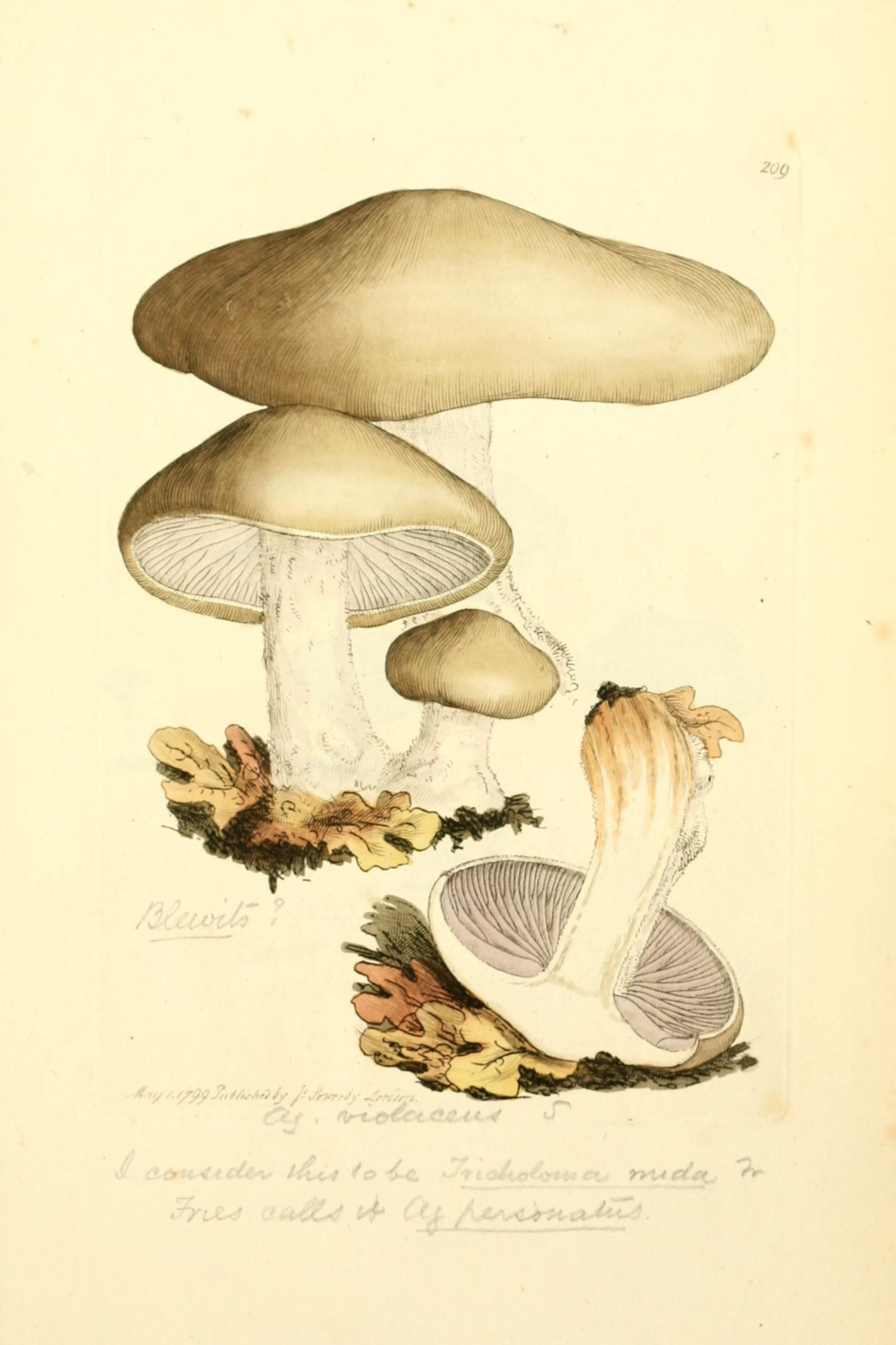 Wood Blewit