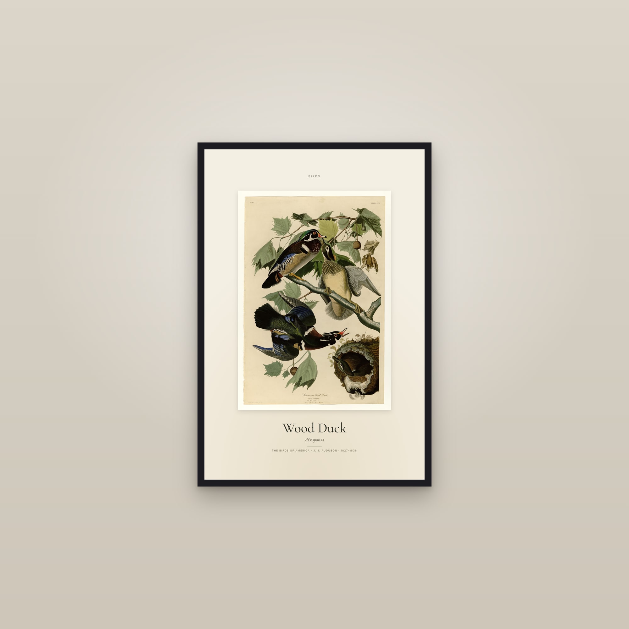 Wood Duck — Specimen — framed in a gallery setting