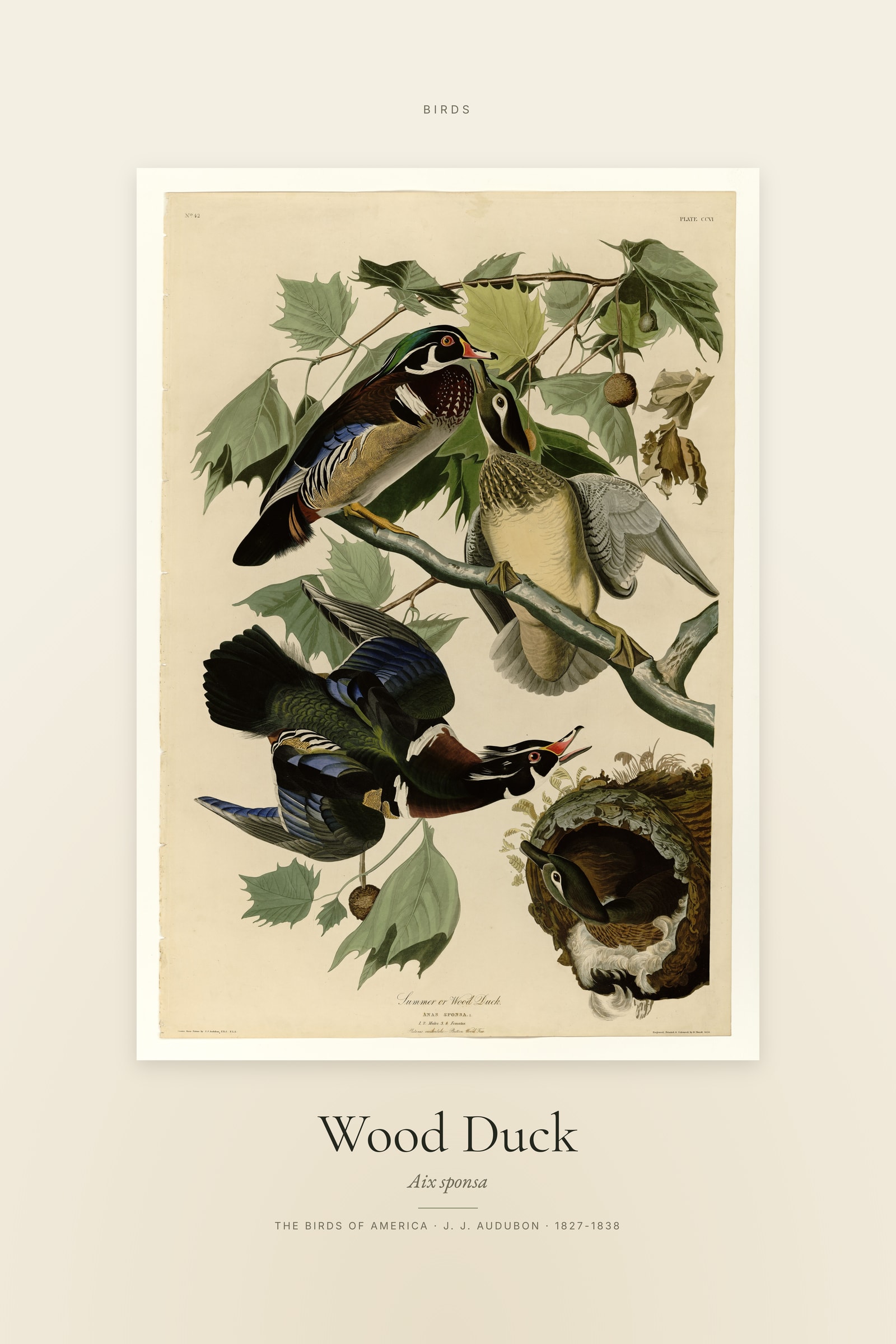 Wood Duck — Specimen
