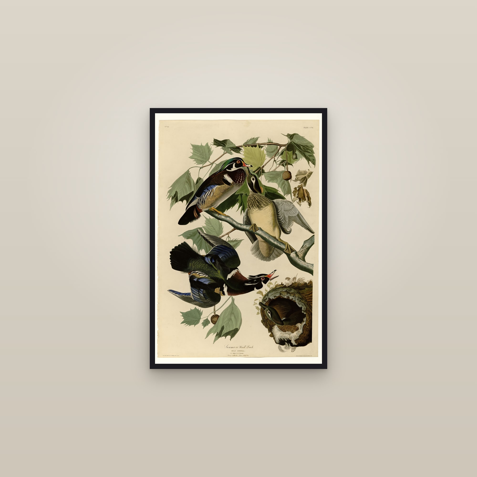 Wood Duck — framed in a gallery setting