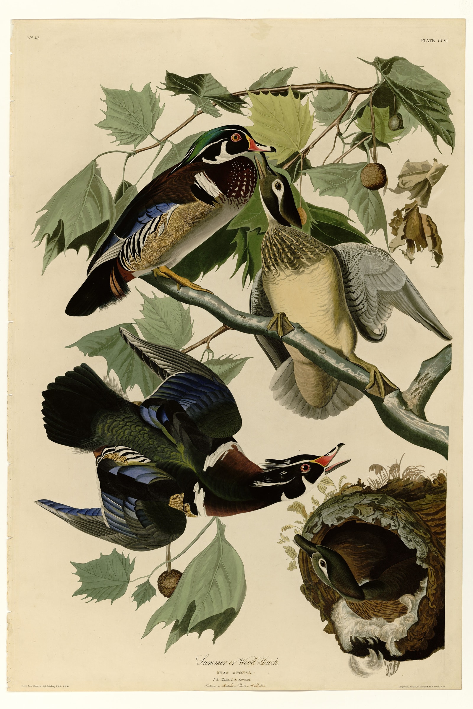 Wood Duck