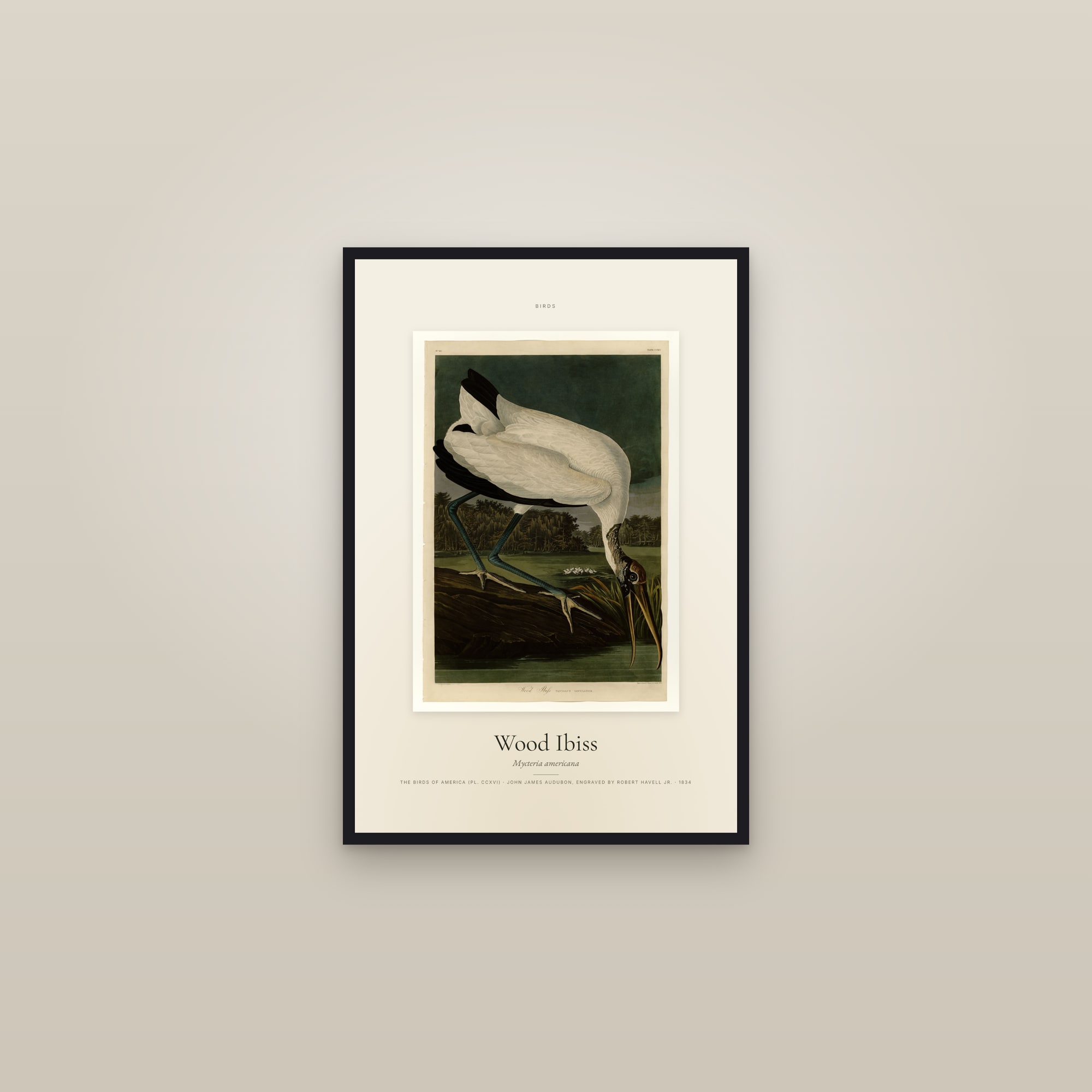Wood Ibiss — Specimen — framed in a gallery setting