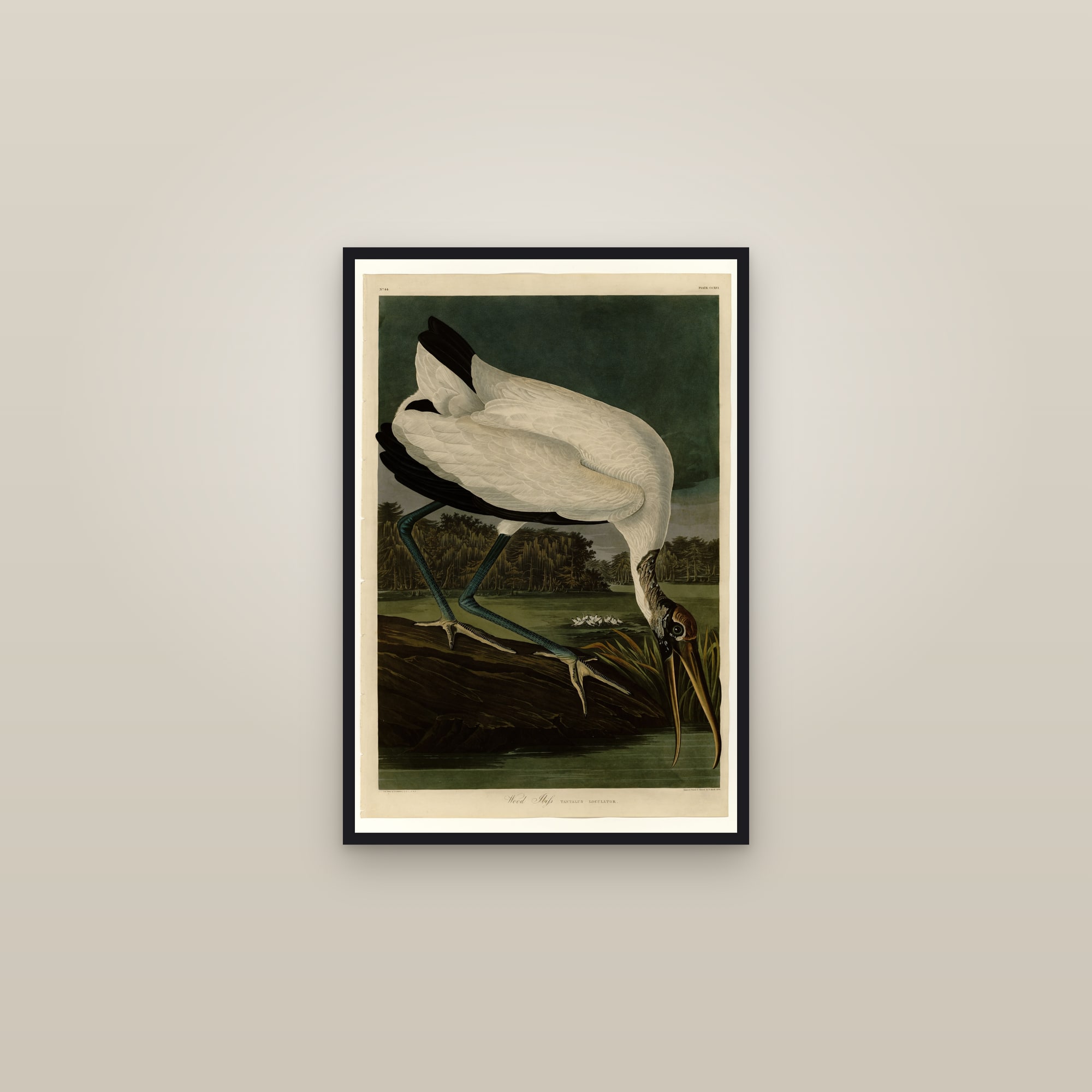 Wood Ibiss — framed in a gallery setting