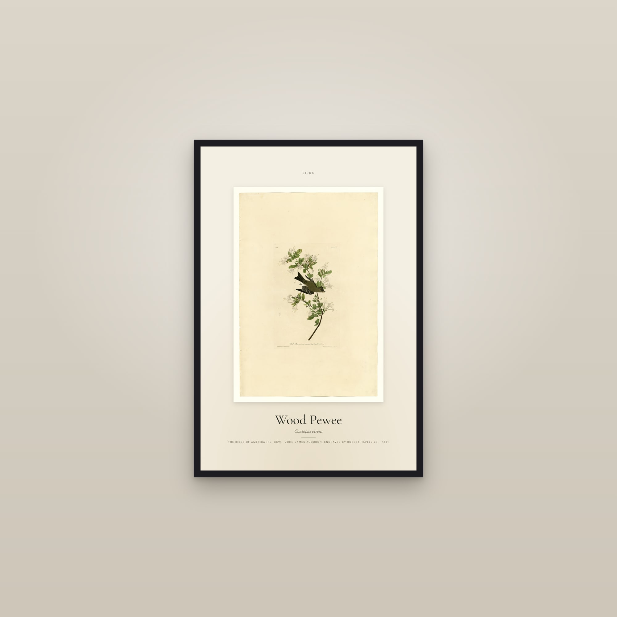 Wood Pewee — Specimen — framed in a gallery setting