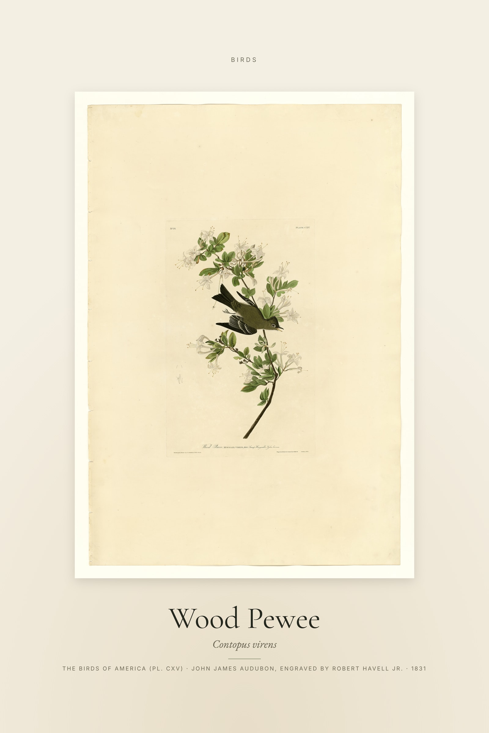 Wood Pewee — Specimen
