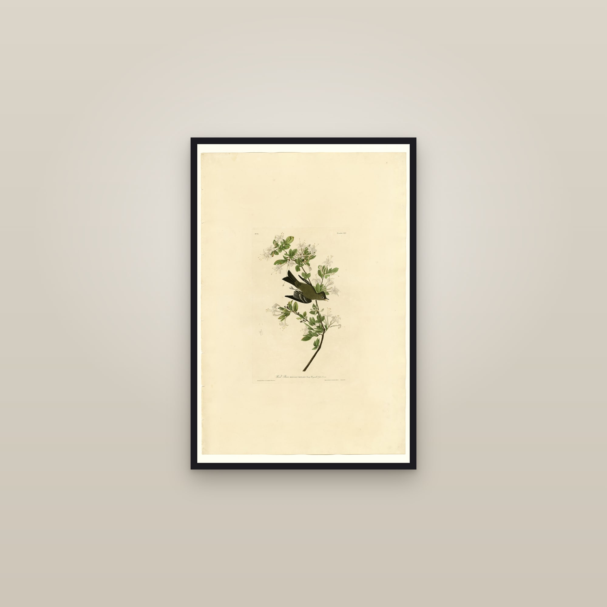 Wood Pewee — framed in a gallery setting