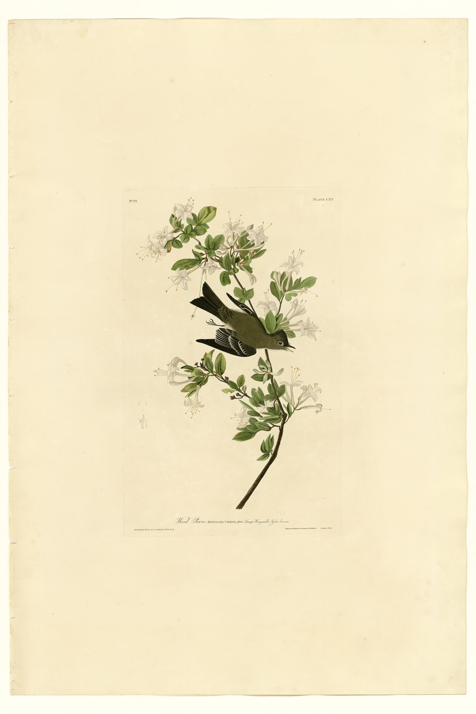 Wood Pewee