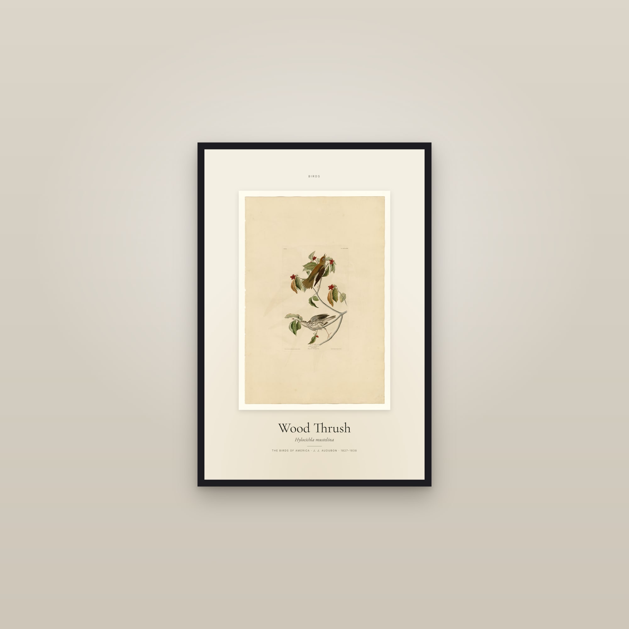 Wood Thrush — Specimen — framed in a gallery setting