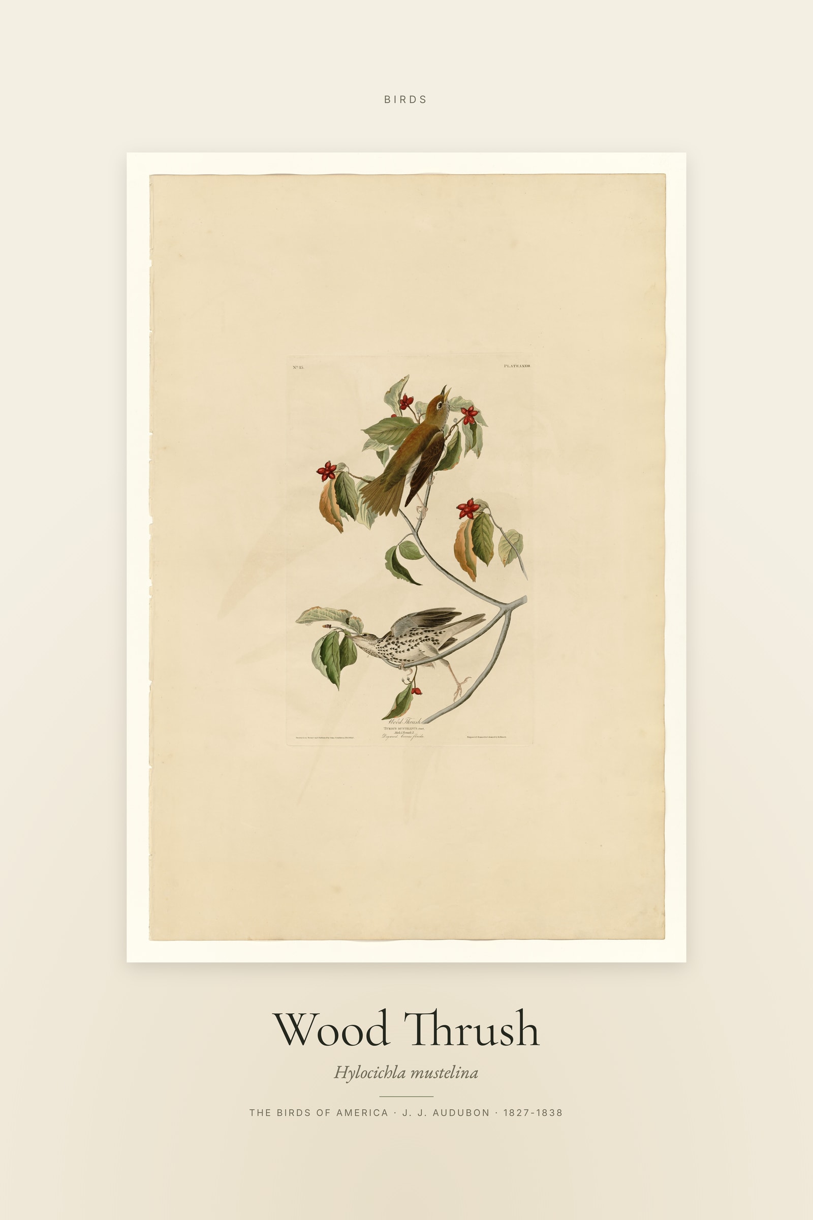 Wood Thrush — Specimen