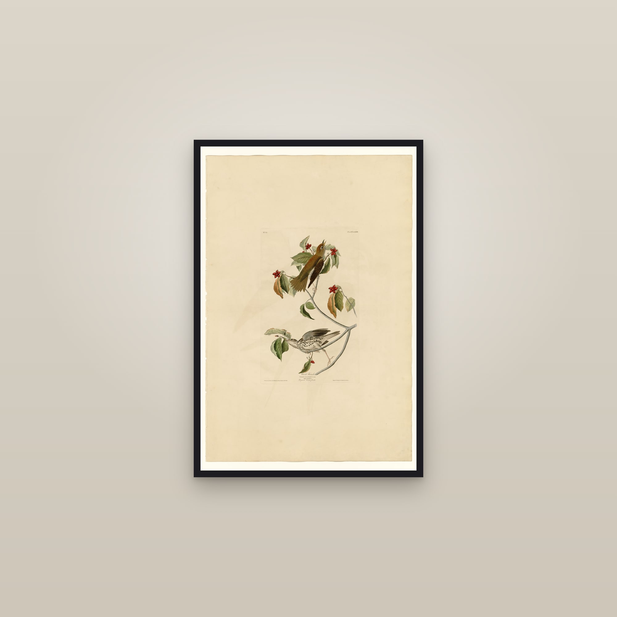 Wood Thrush — framed in a gallery setting