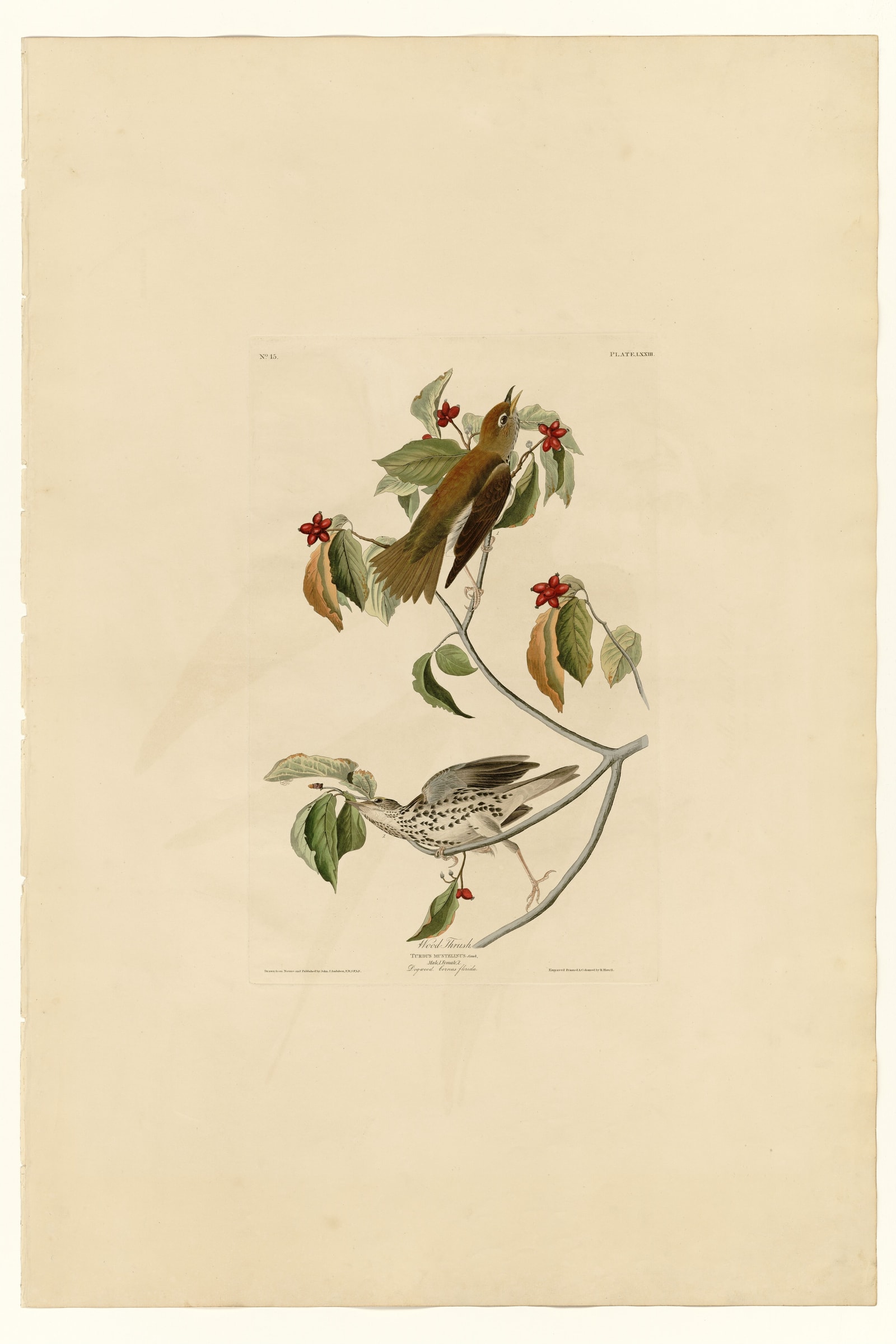 Wood Thrush