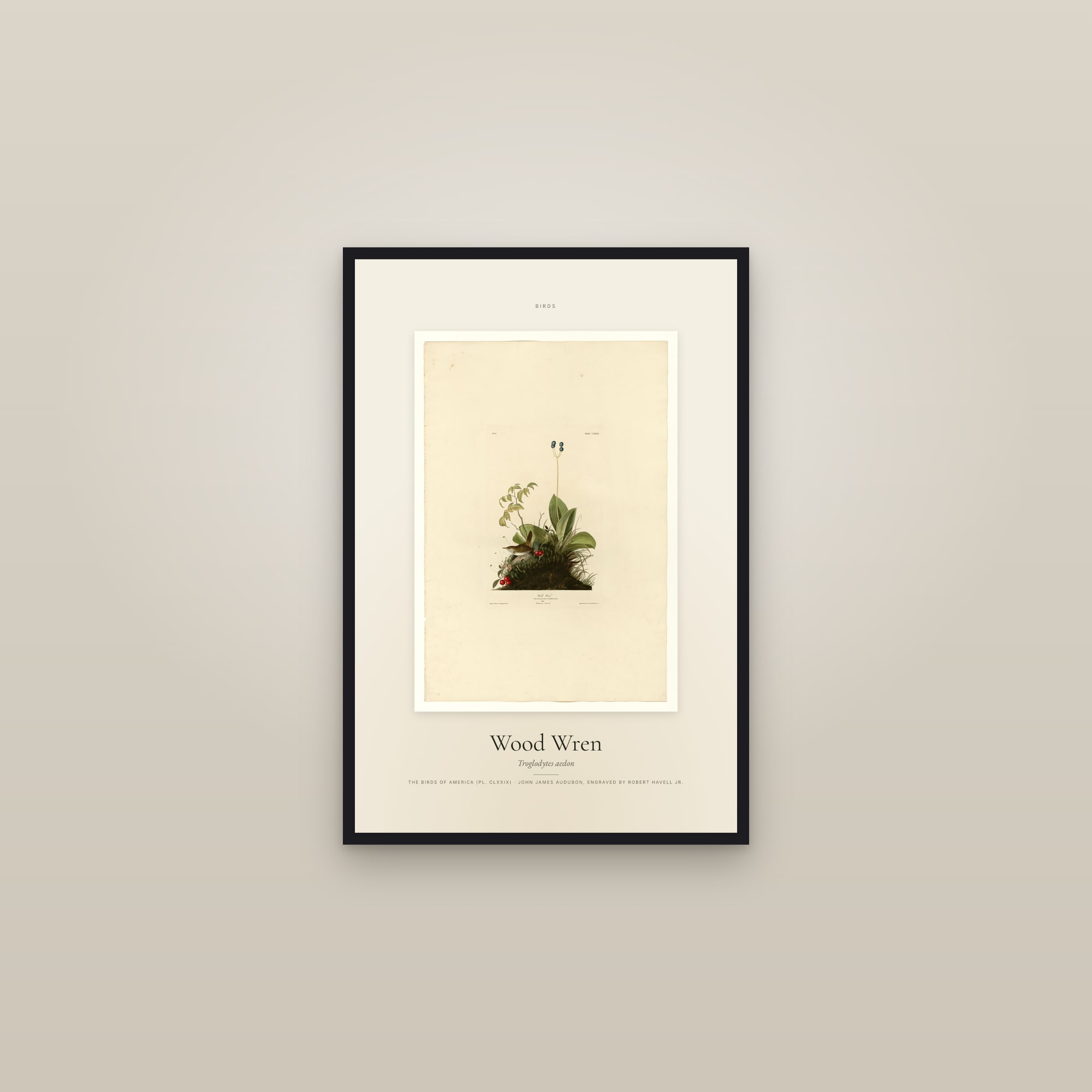 Wood Wren — Specimen — framed in a gallery setting