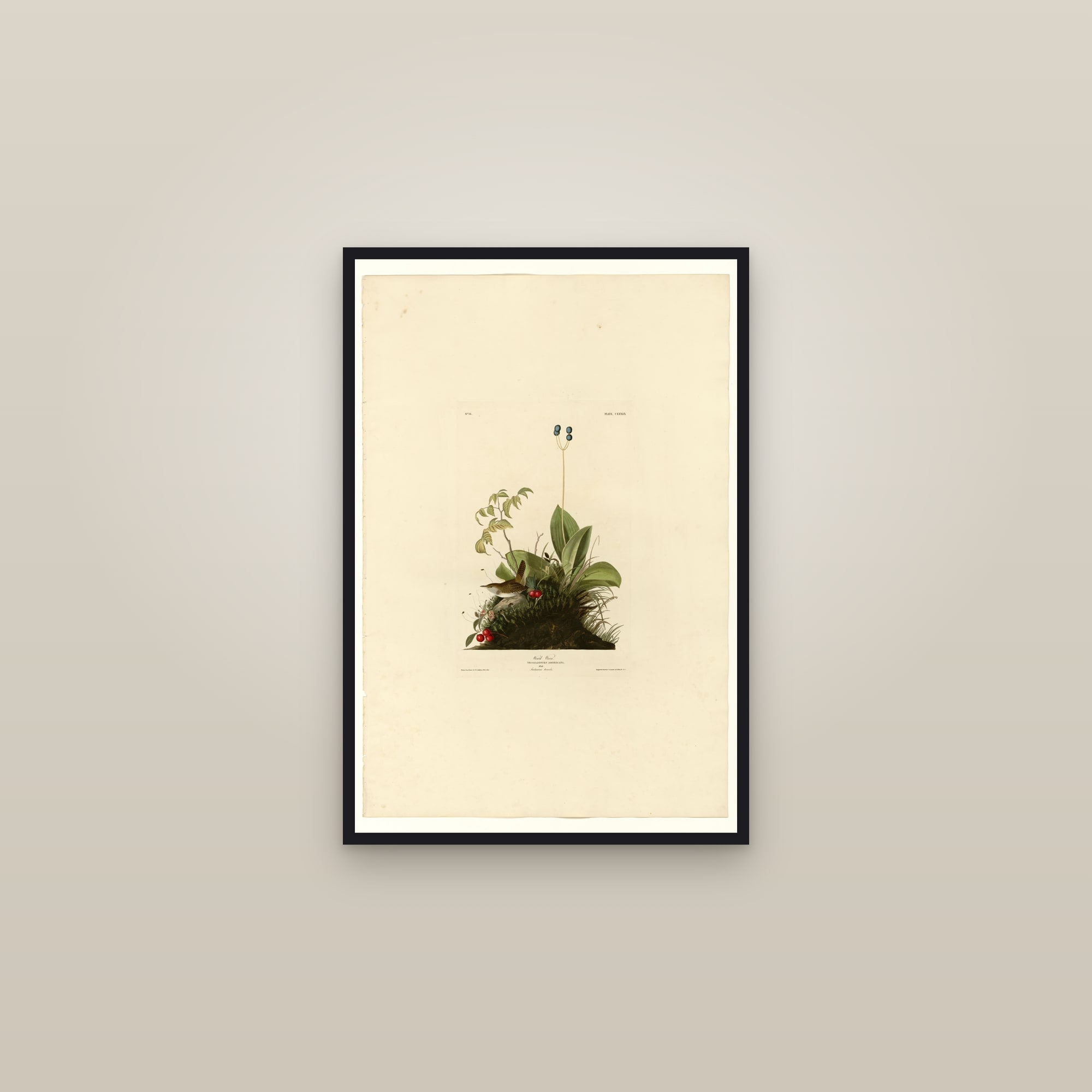 Wood Wren — framed in a gallery setting