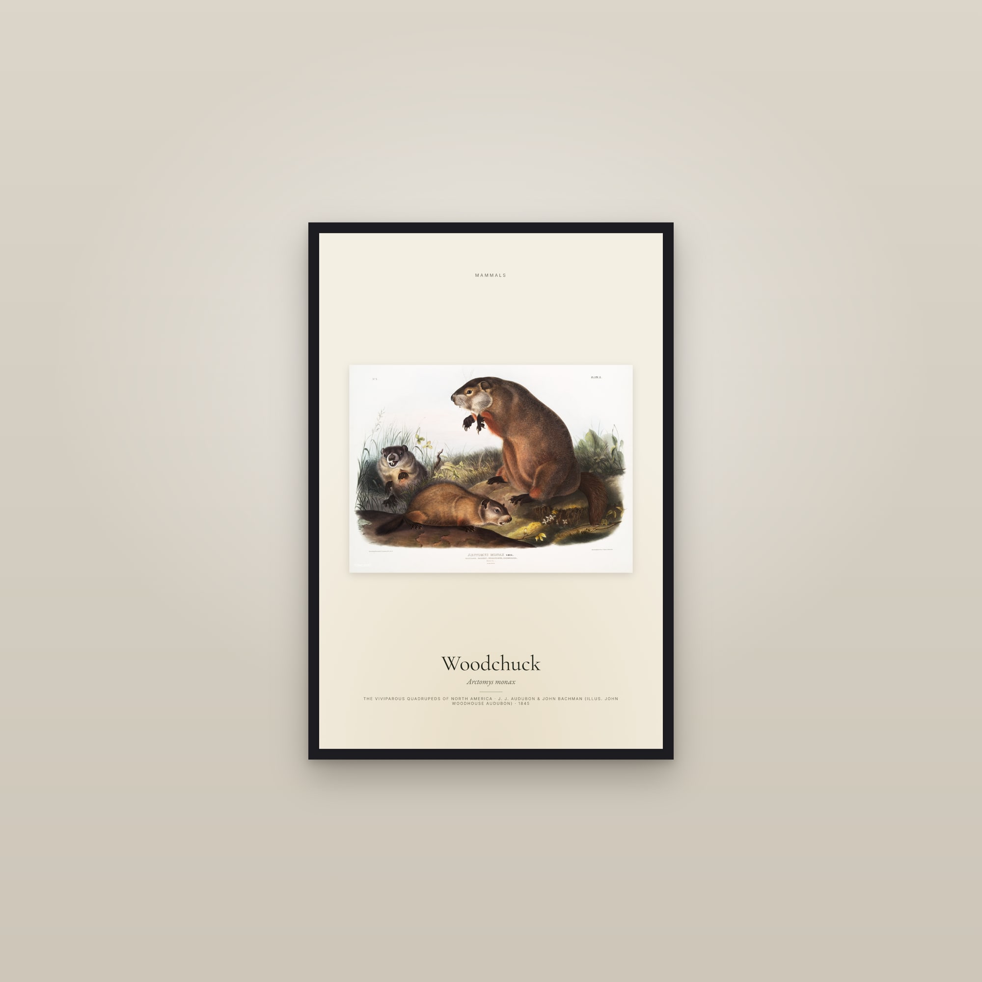 Woodchuck — framed in a gallery setting
