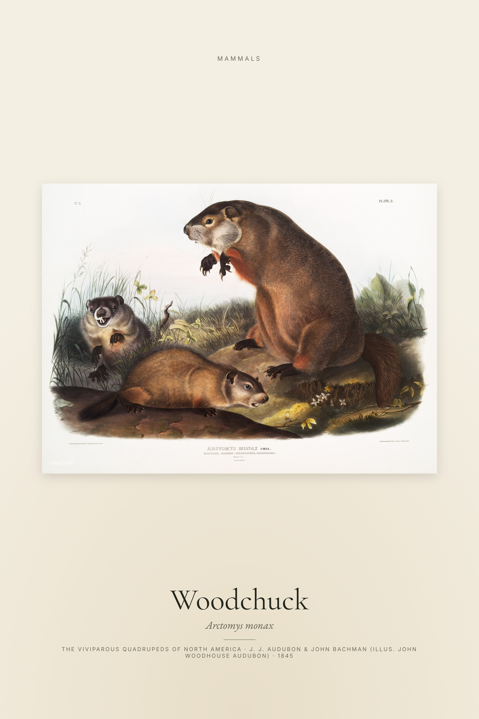 Woodchuck
