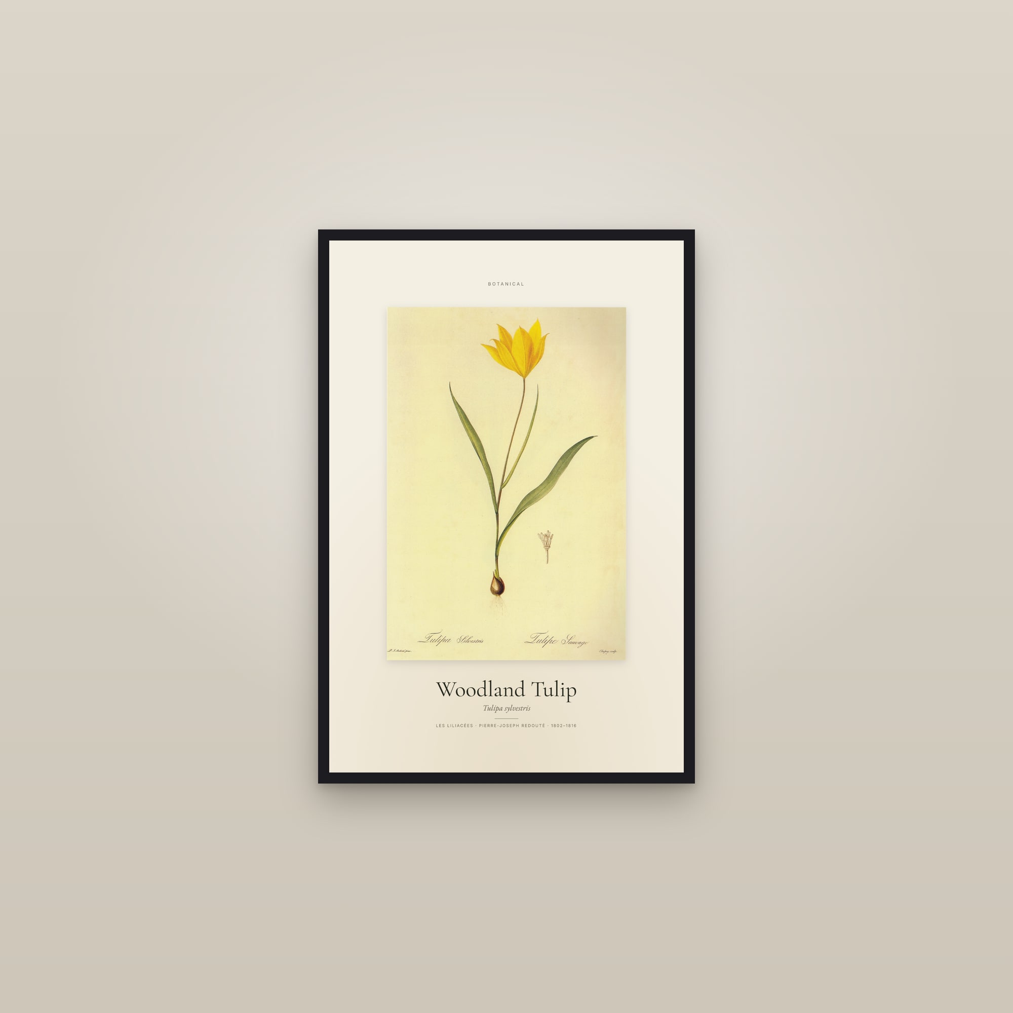 Woodland Tulip — Specimen