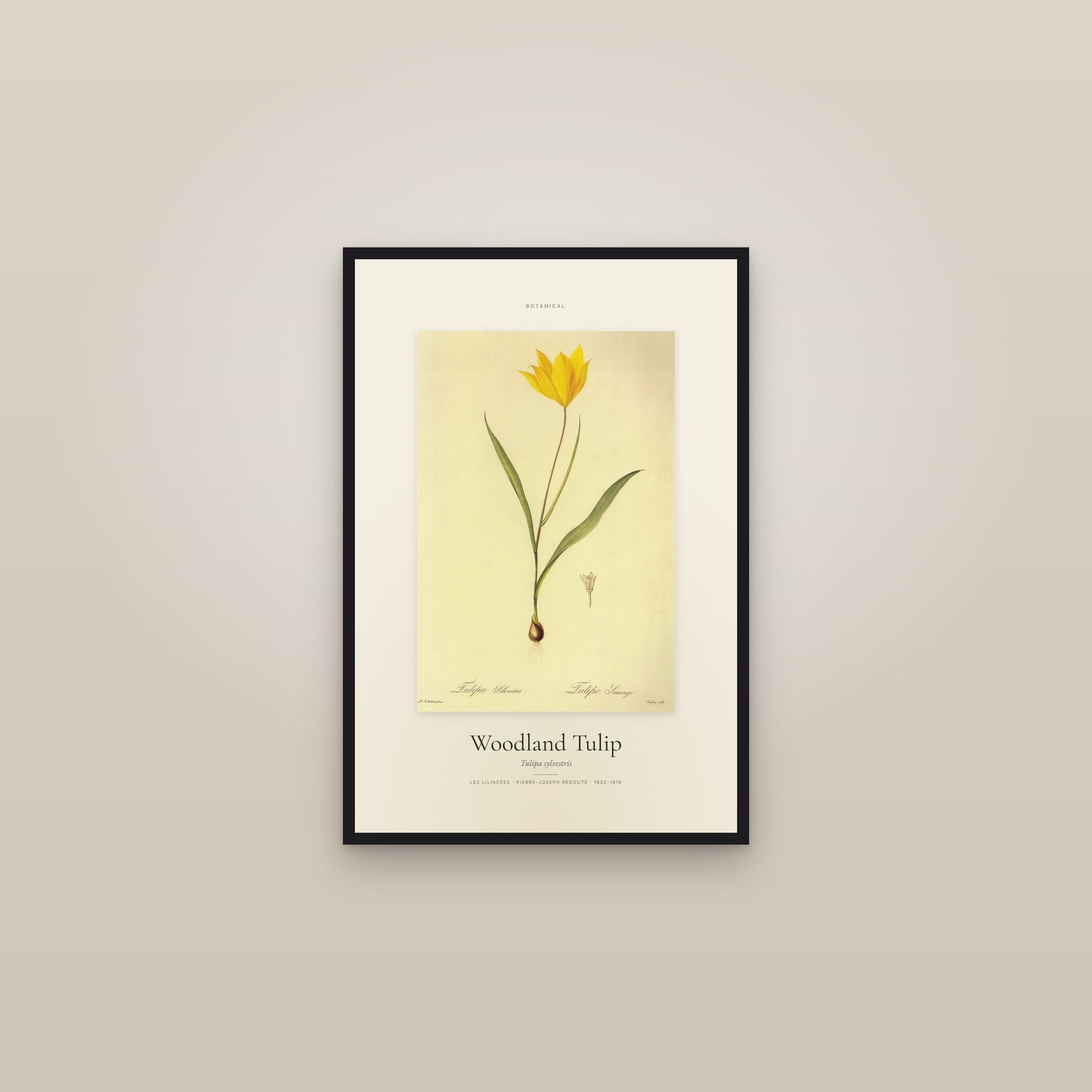 Woodland Tulip — Specimen — framed in a gallery setting