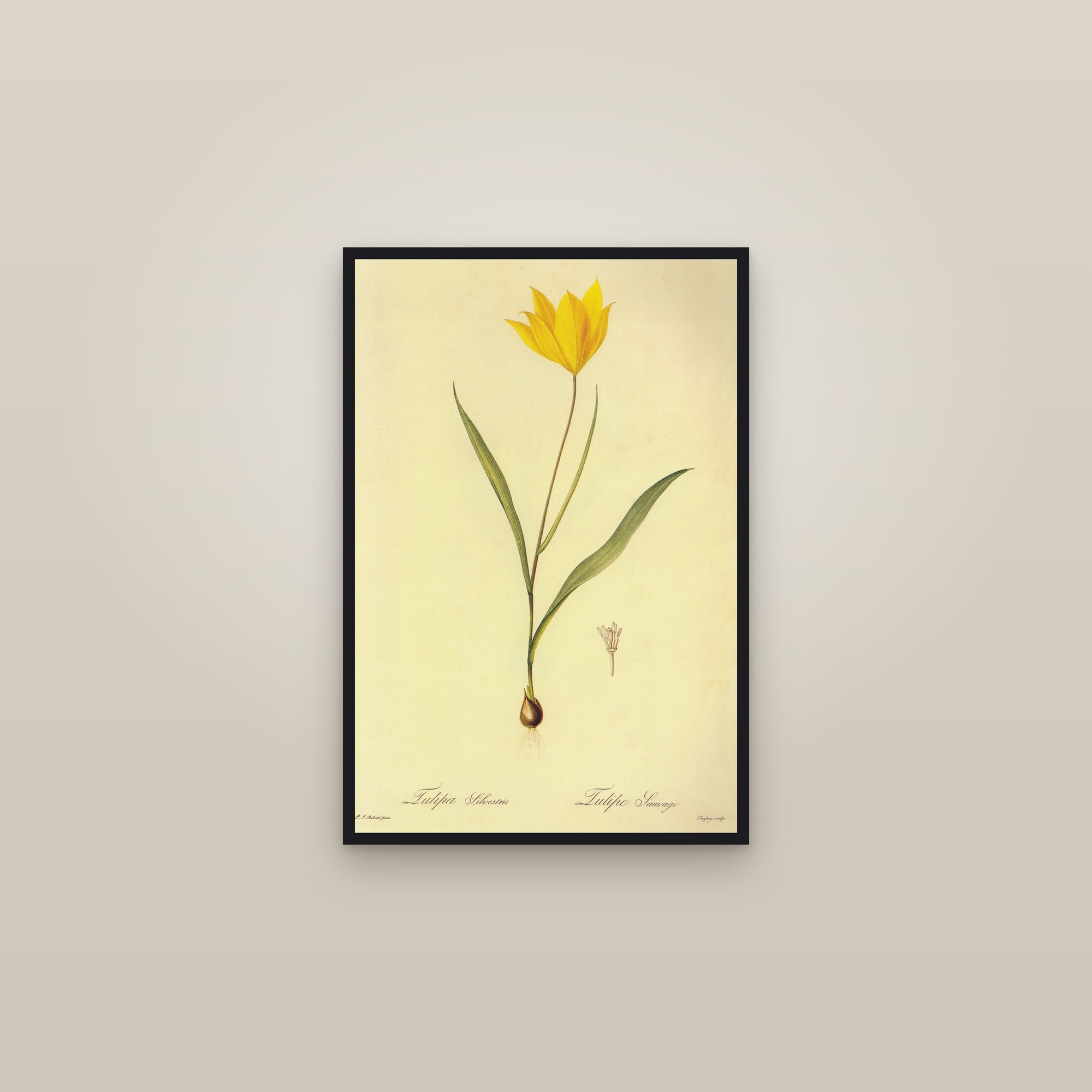 Woodland Tulip — framed in a gallery setting