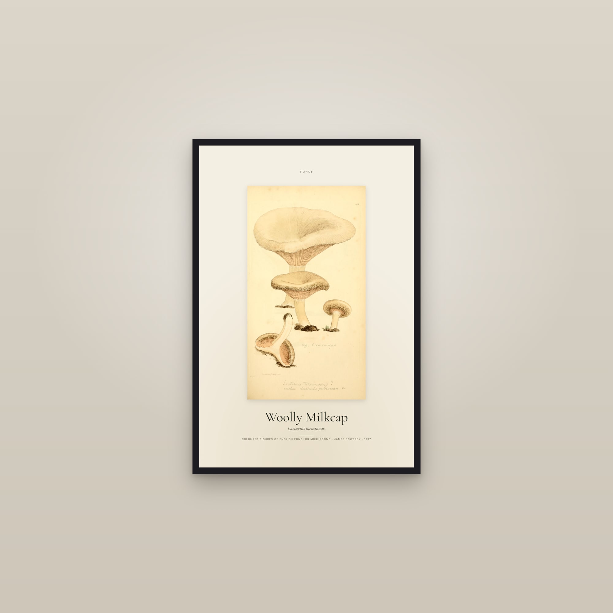 Woolly Milkcap — Specimen — framed in a gallery setting