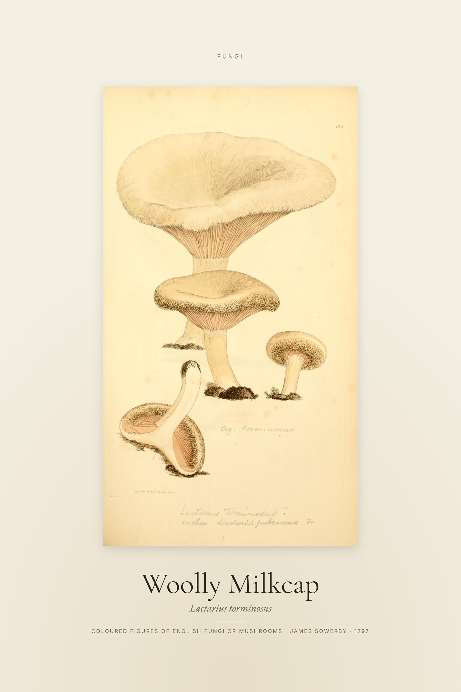 Woolly Milkcap — Specimen
