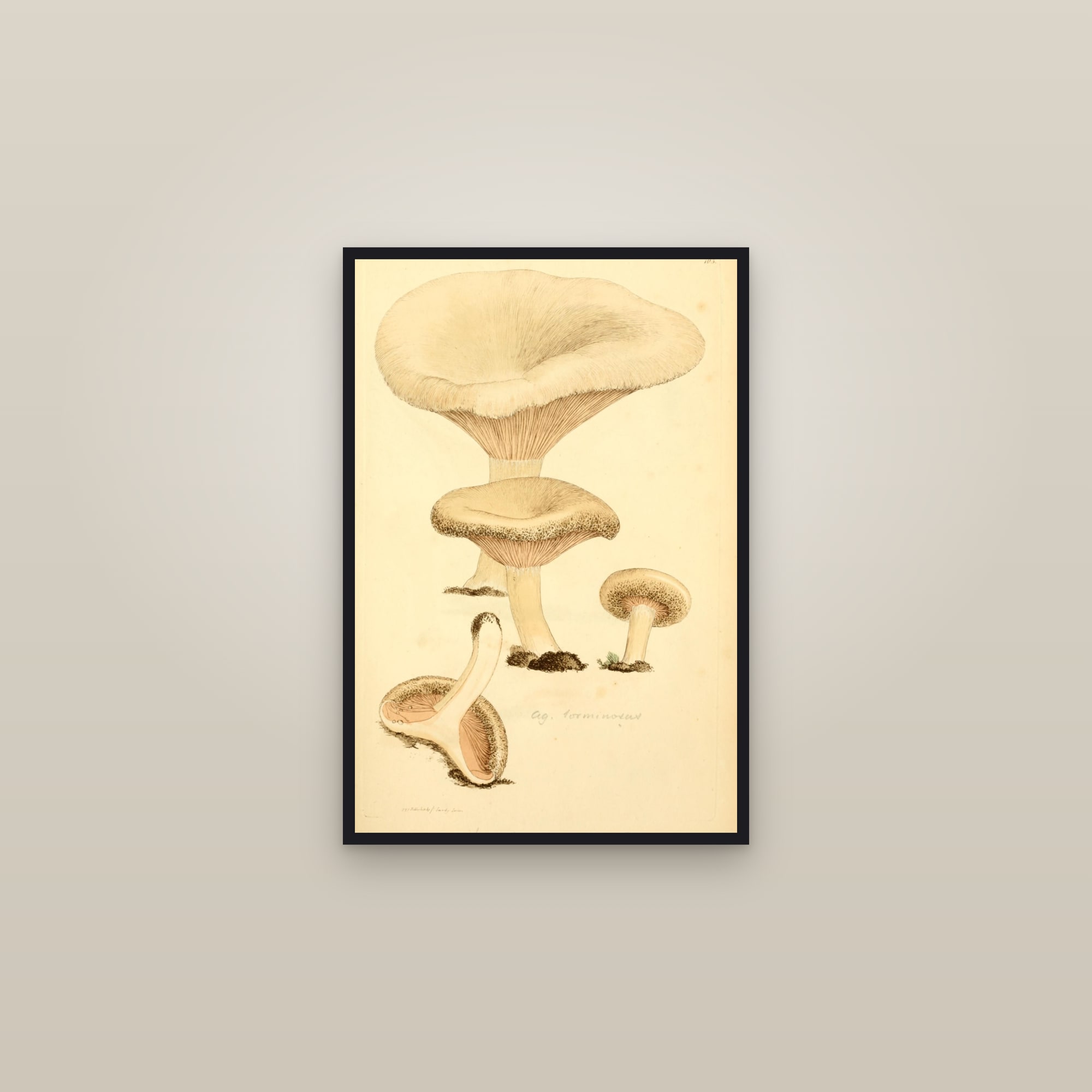 Woolly Milkcap — framed in a gallery setting