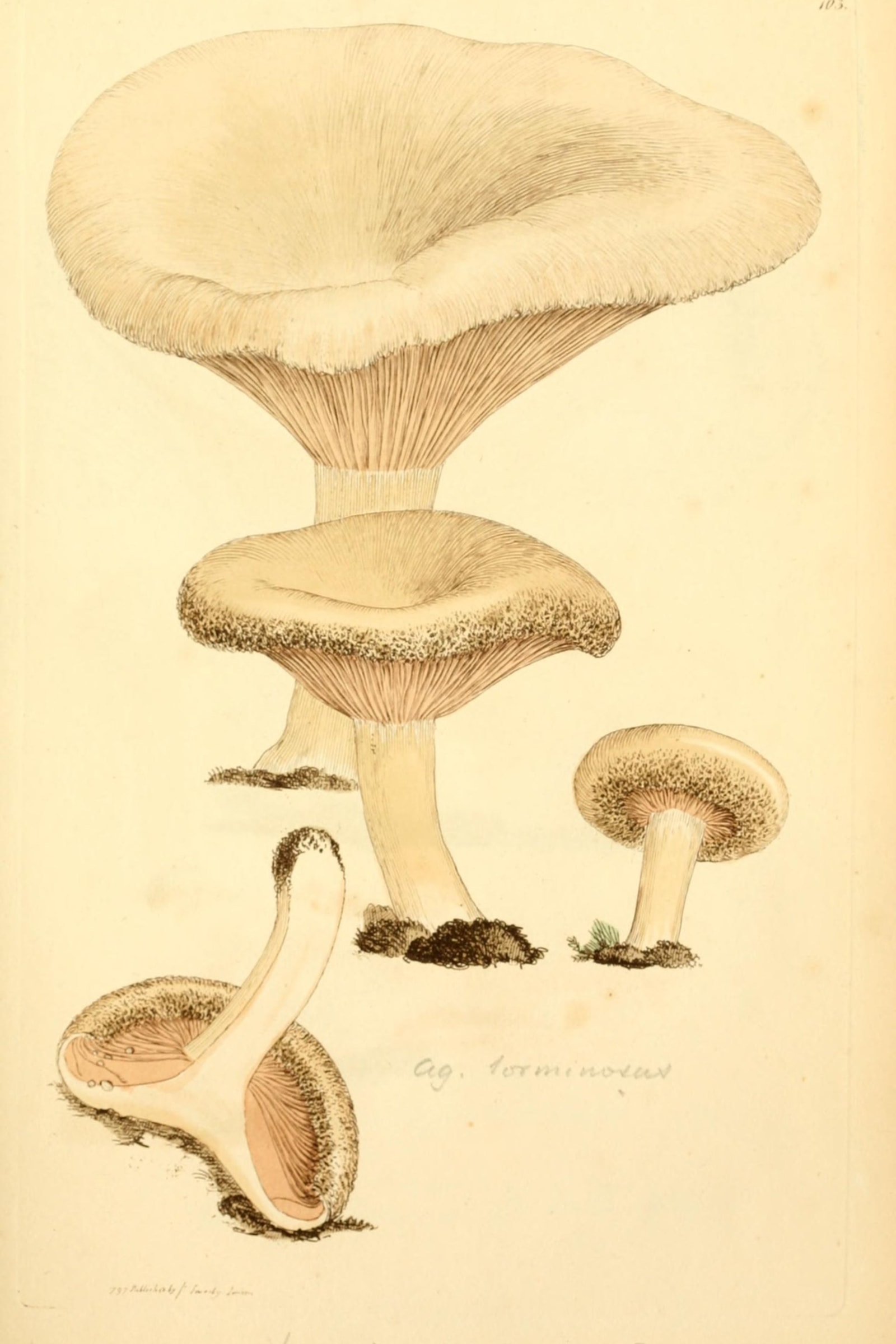 Woolly Milkcap