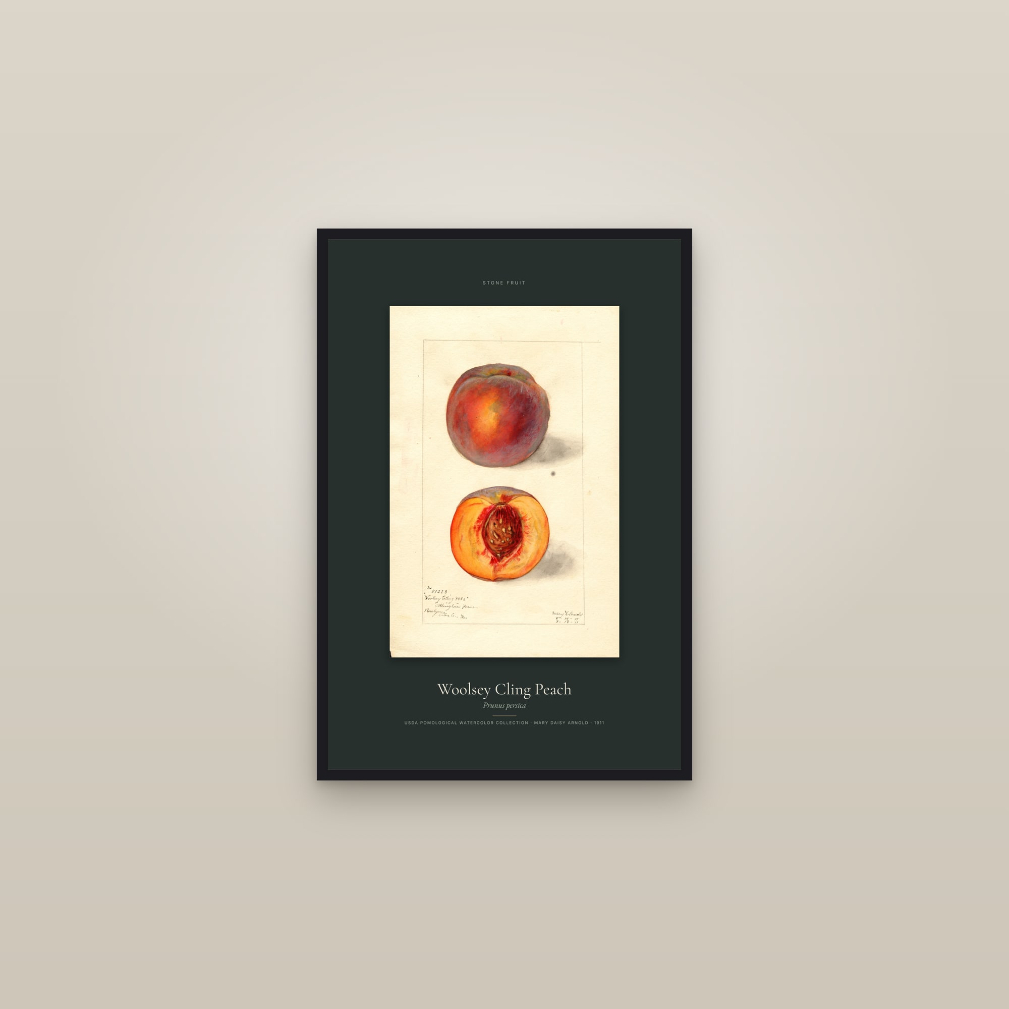 Woolsey Cling Peach — Specimen — framed in a gallery setting
