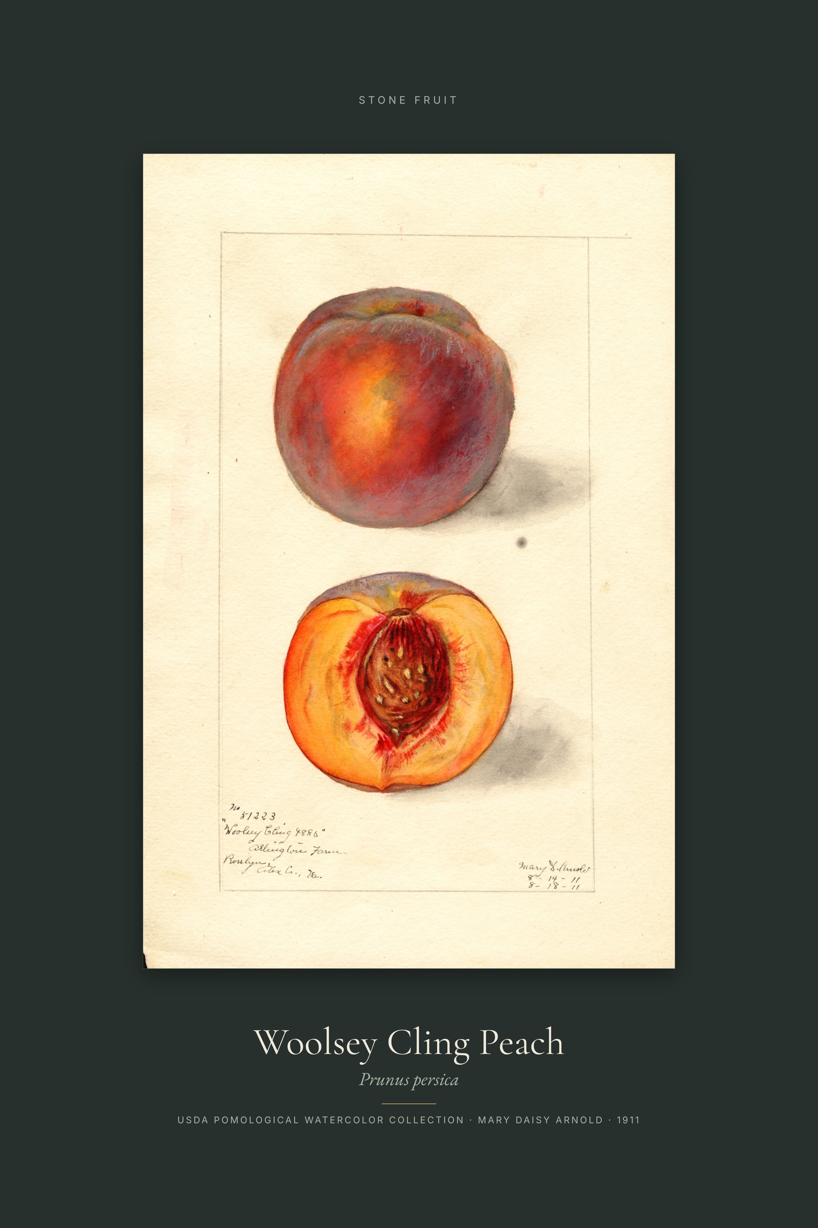 Woolsey Cling Peach — Specimen