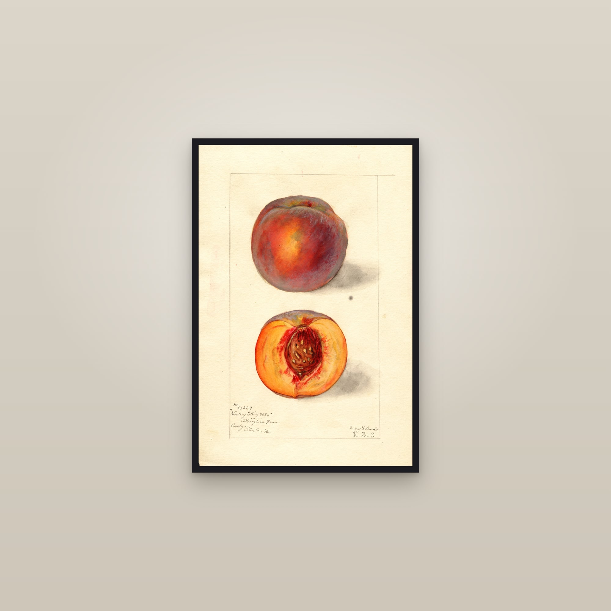 Woolsey Cling Peach — framed in a gallery setting
