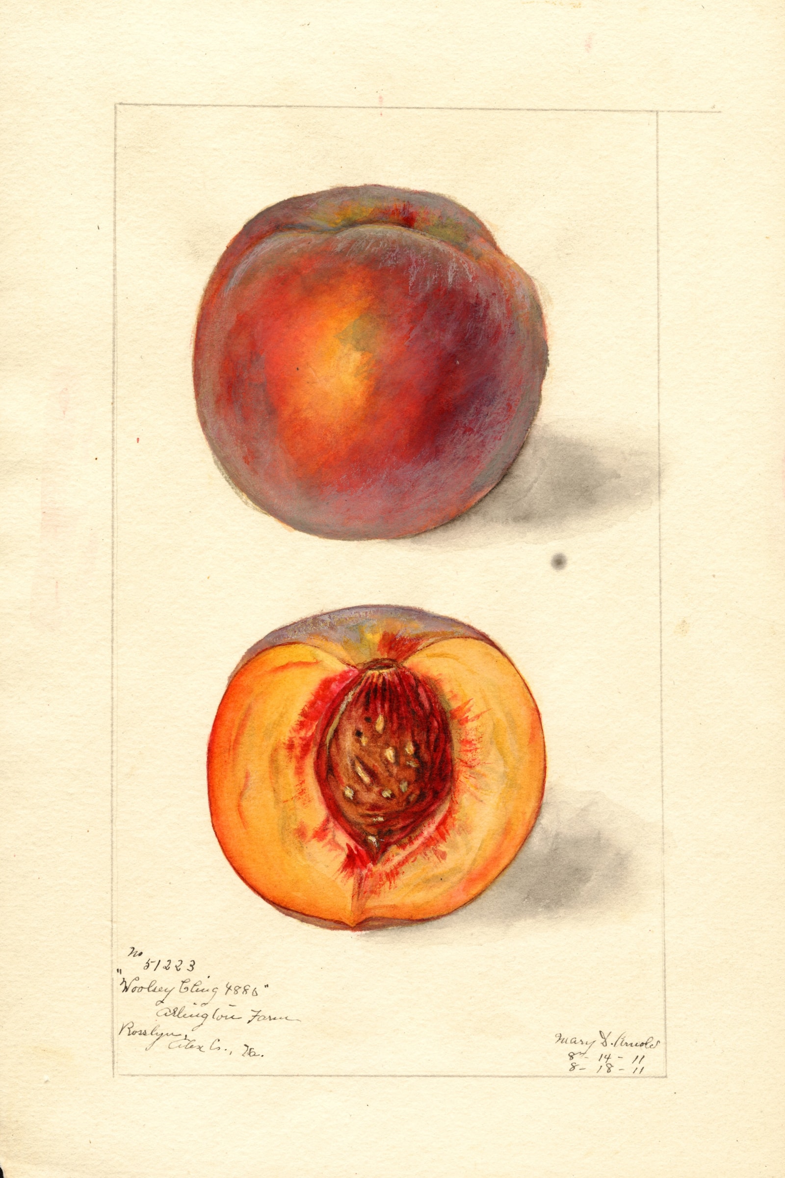 Woolsey Cling Peach