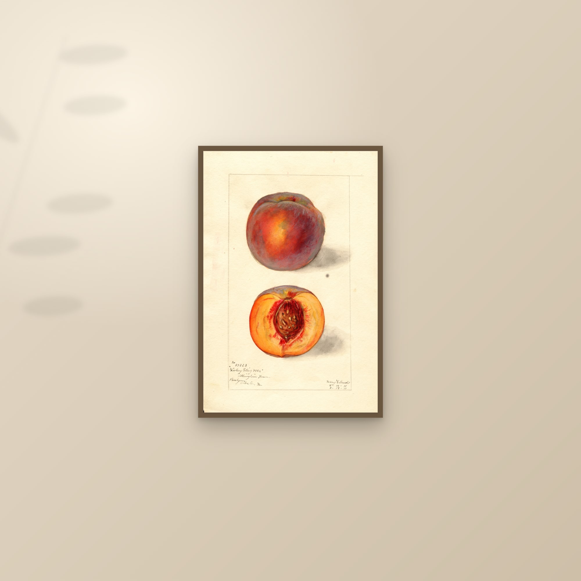 Woolsey Cling Peach — framed and styled on a sunlit wall