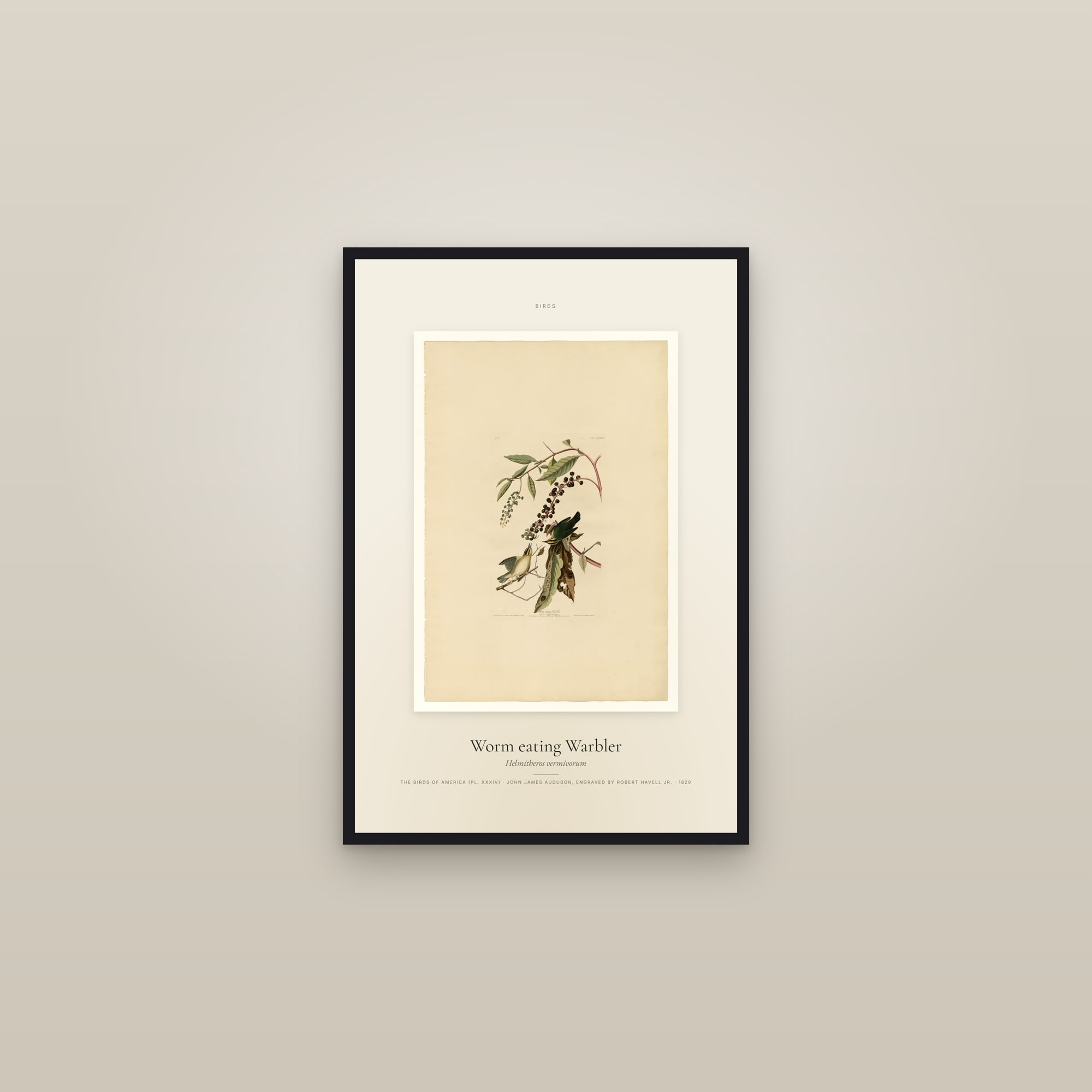 Worm eating Warbler — Specimen — framed in a gallery setting