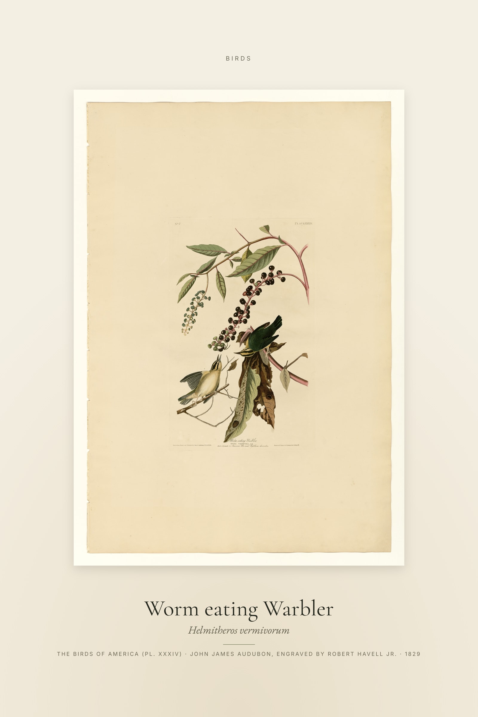 Worm eating Warbler — Specimen